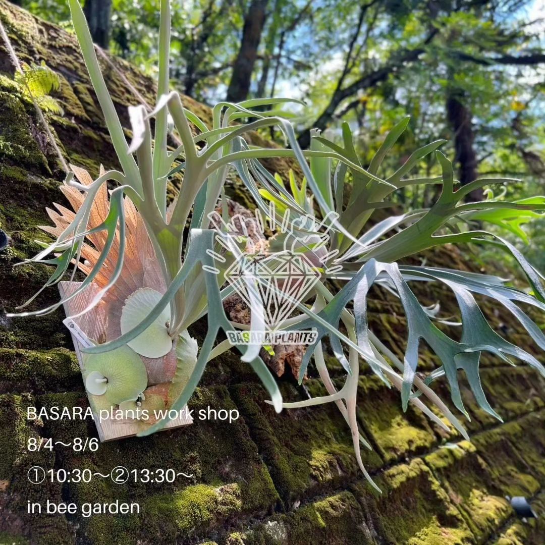 BASARA plants 板付けworkshop | ブログ | 観葉植物のオンラインならBee garden