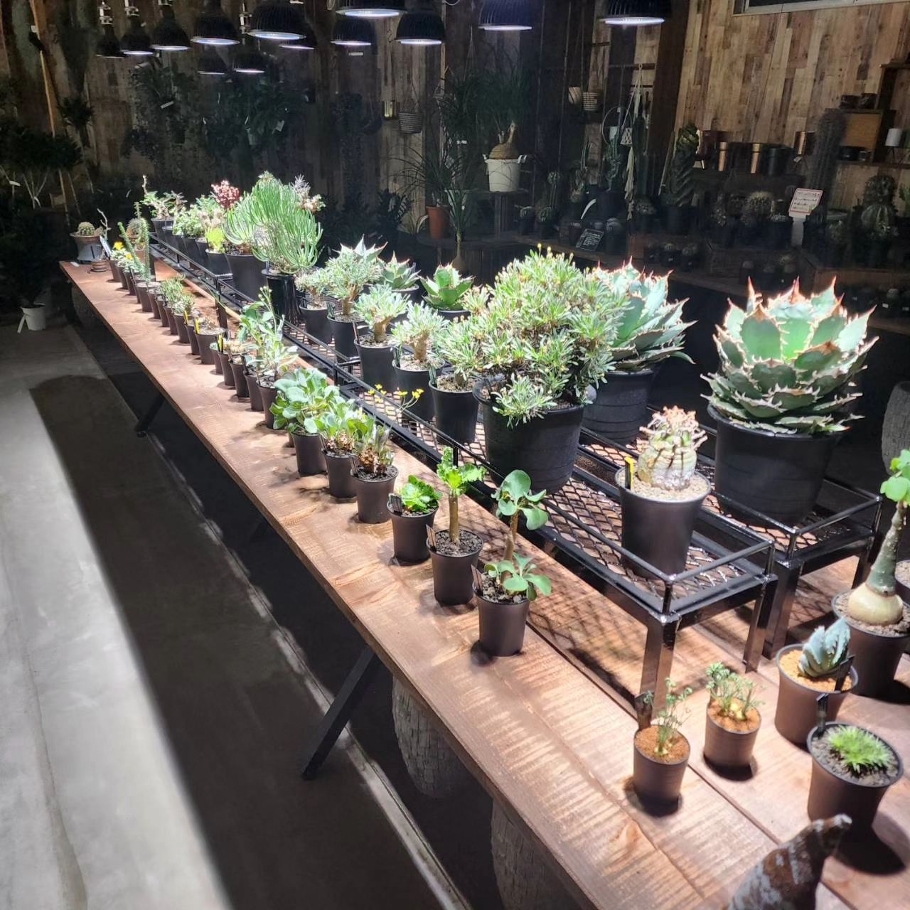 冬型塊根植物入荷です！ | ブログ | 観葉植物のオンラインならBee garden