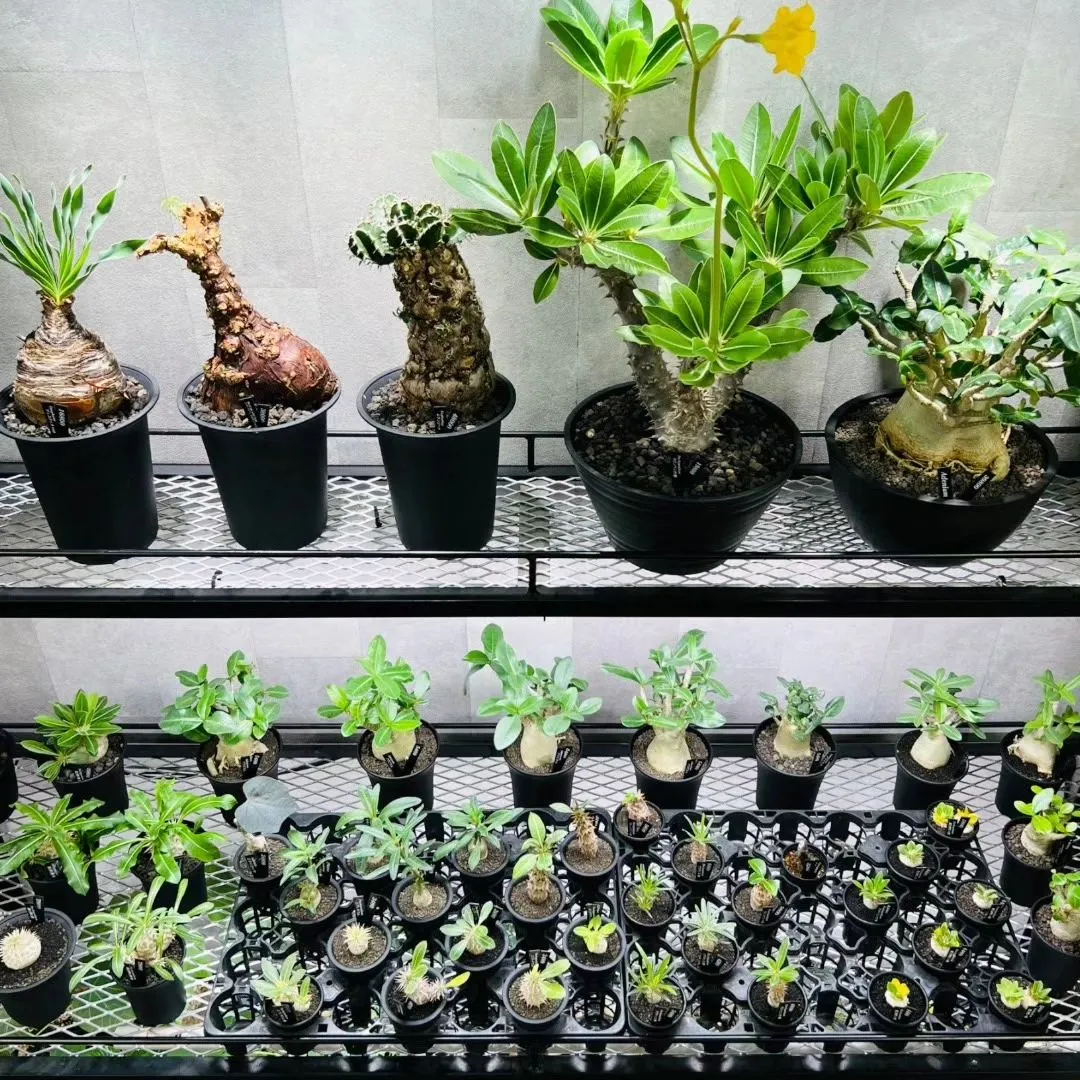 父の日にぴったりな植物沢山入荷してます！