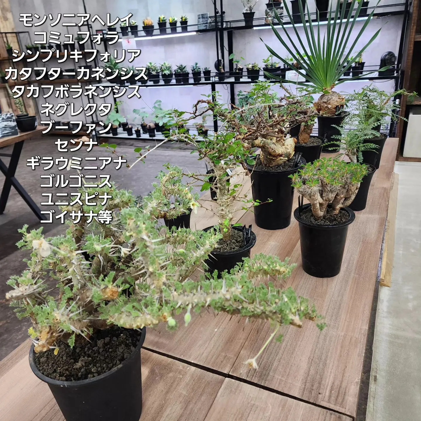 塊根植物入荷です。