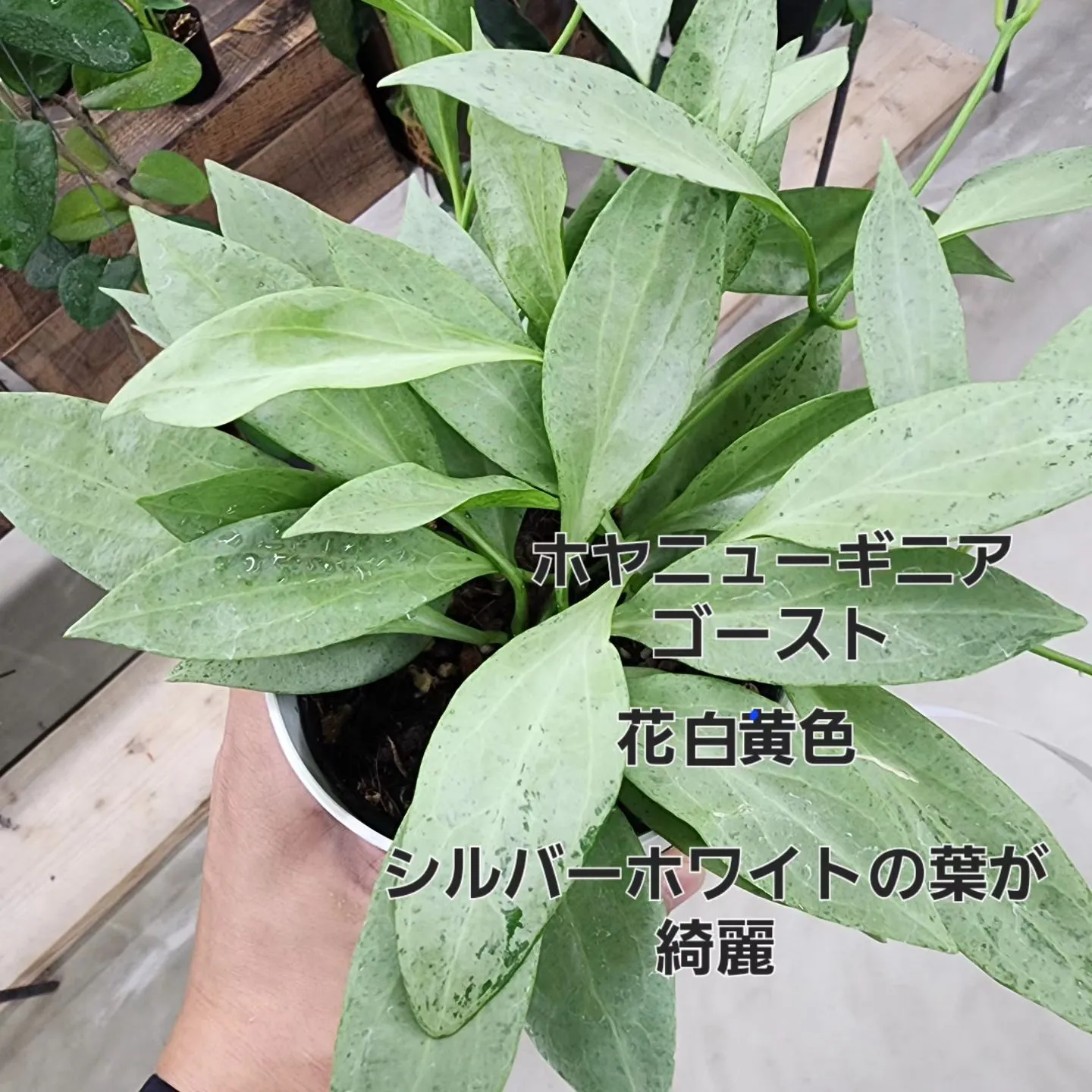 葉っぱもいいですが花も楽しめるホヤ！