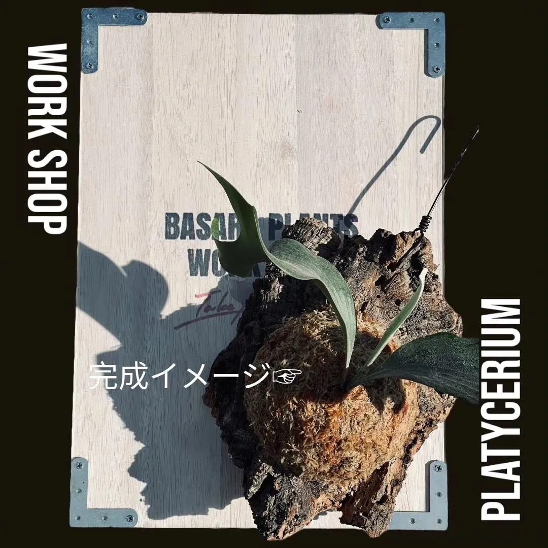 BASARA PLANTS WORKSHOP