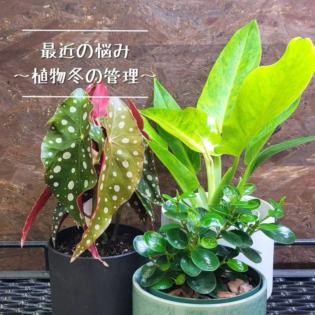 最近植物の調子が悪くなってきた、葉っぱが落ちてきたって相談が...