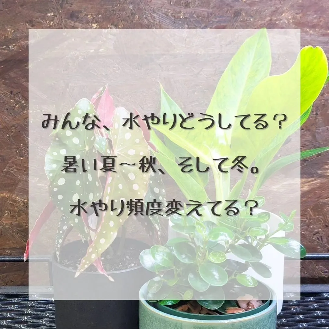 最近植物の調子が悪くなってきた、葉っぱが落ちてきたって相談が...