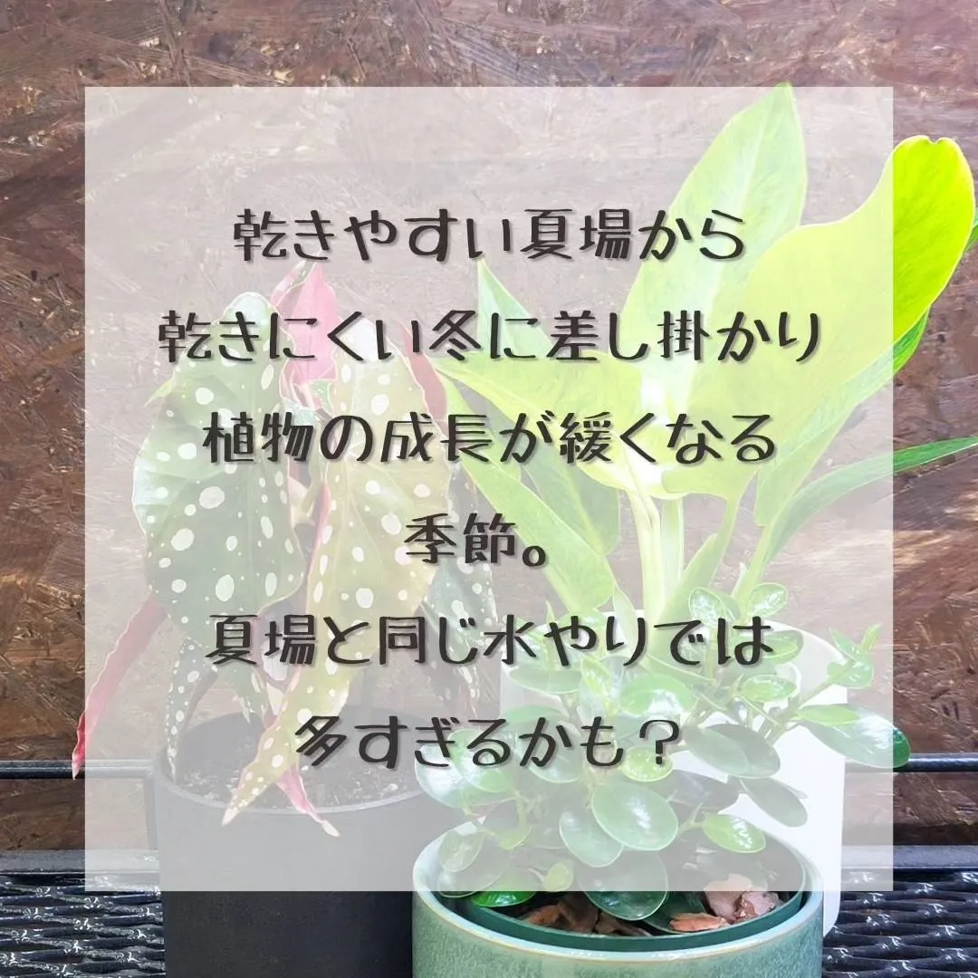 最近植物の調子が悪くなってきた、葉っぱが落ちてきたって相談が...