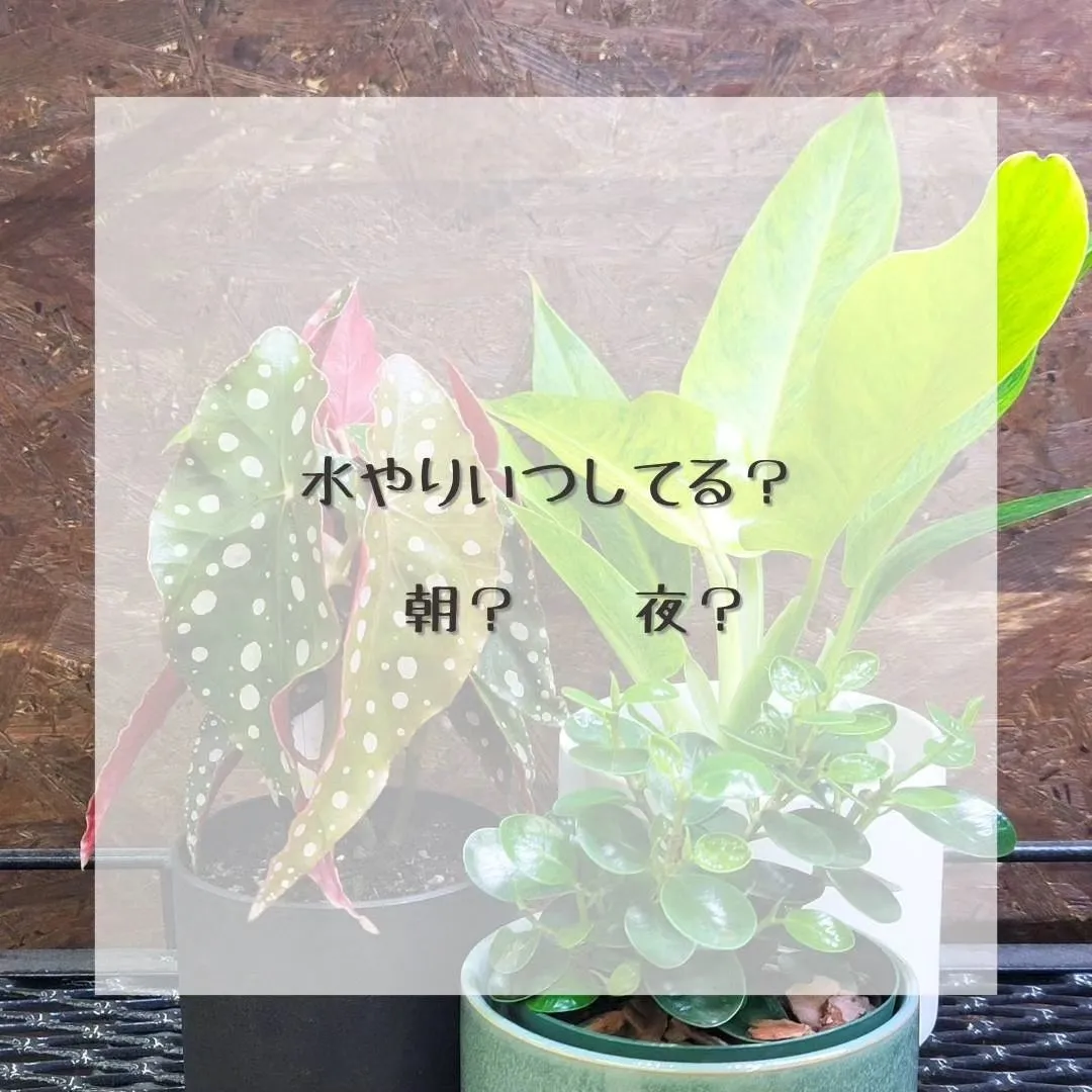 最近植物の調子が悪くなってきた、葉っぱが落ちてきたって相談が...