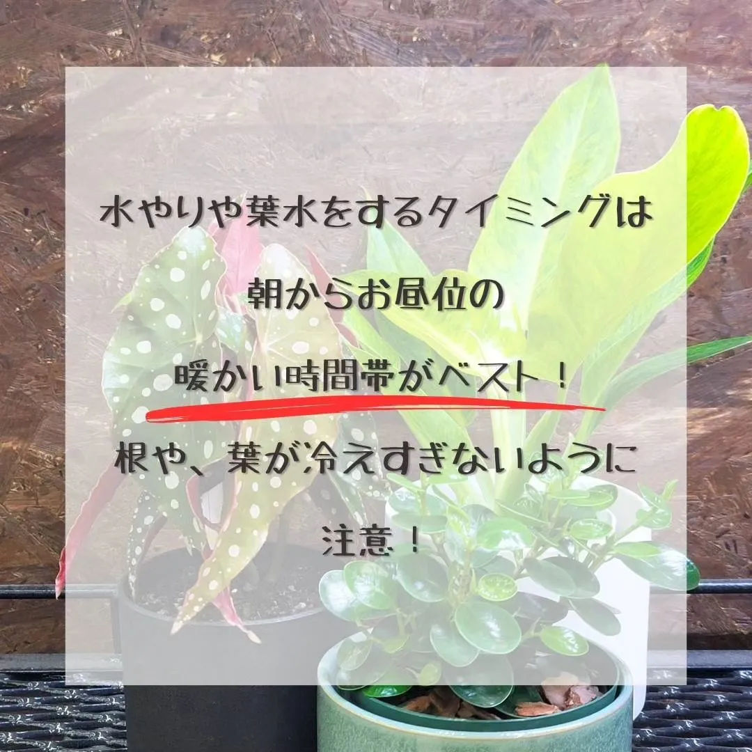 最近植物の調子が悪くなってきた、葉っぱが落ちてきたって相談が...