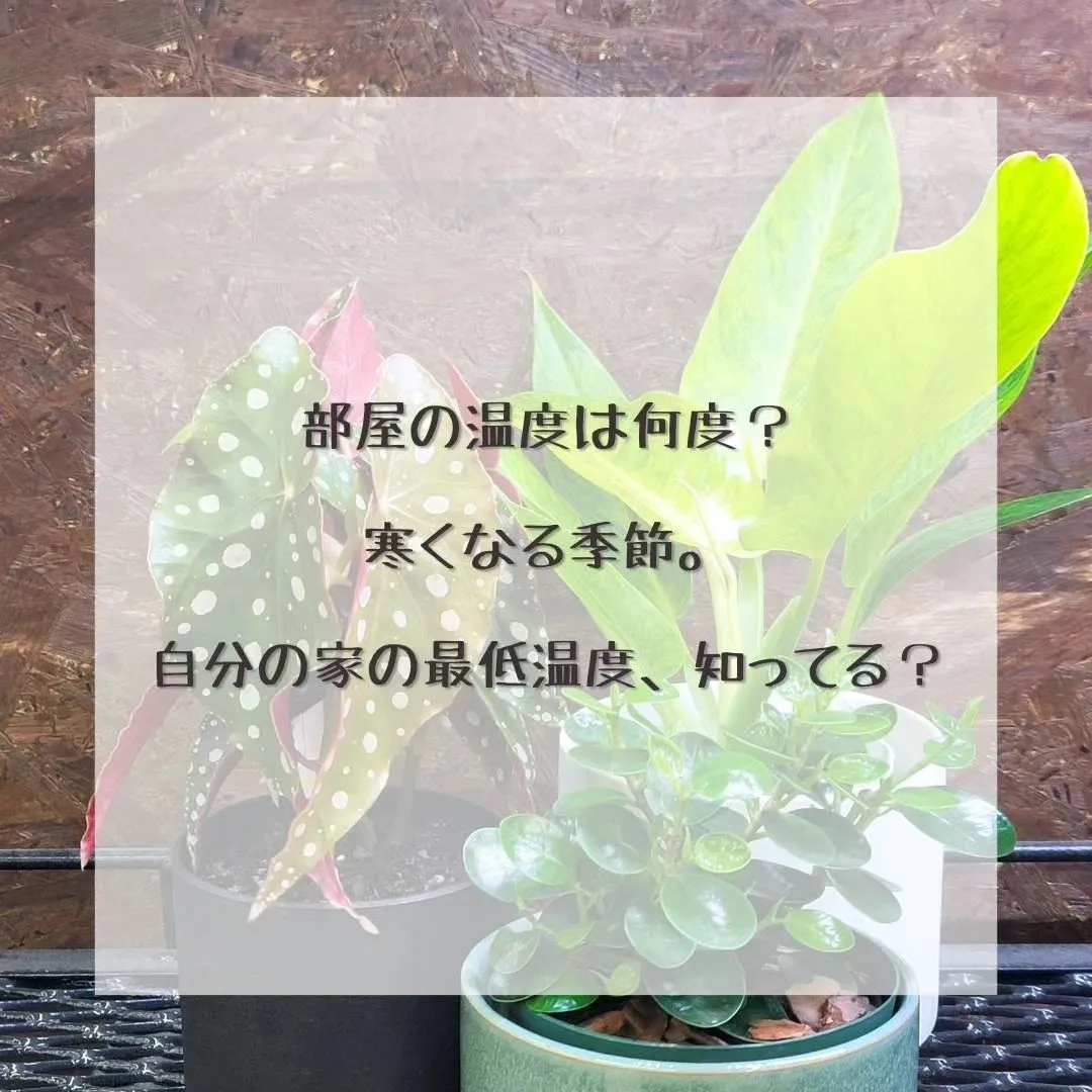 最近植物の調子が悪くなってきた、葉っぱが落ちてきたって相談が...