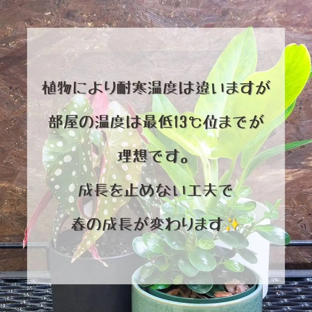 最近植物の調子が悪くなってきた、葉っぱが落ちてきたって相談が...