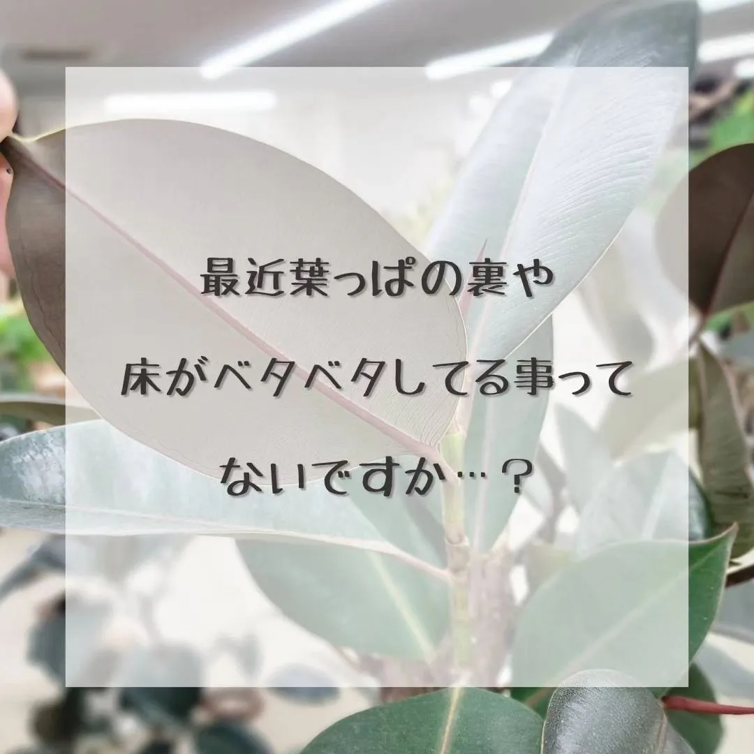 エアコンをつけると湿度が下がる、湿度が下がると害虫がついたり...