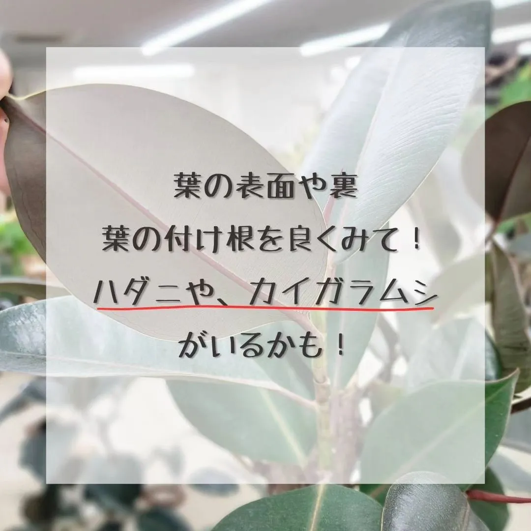 エアコンをつけると湿度が下がる、湿度が下がると害虫がついたり...