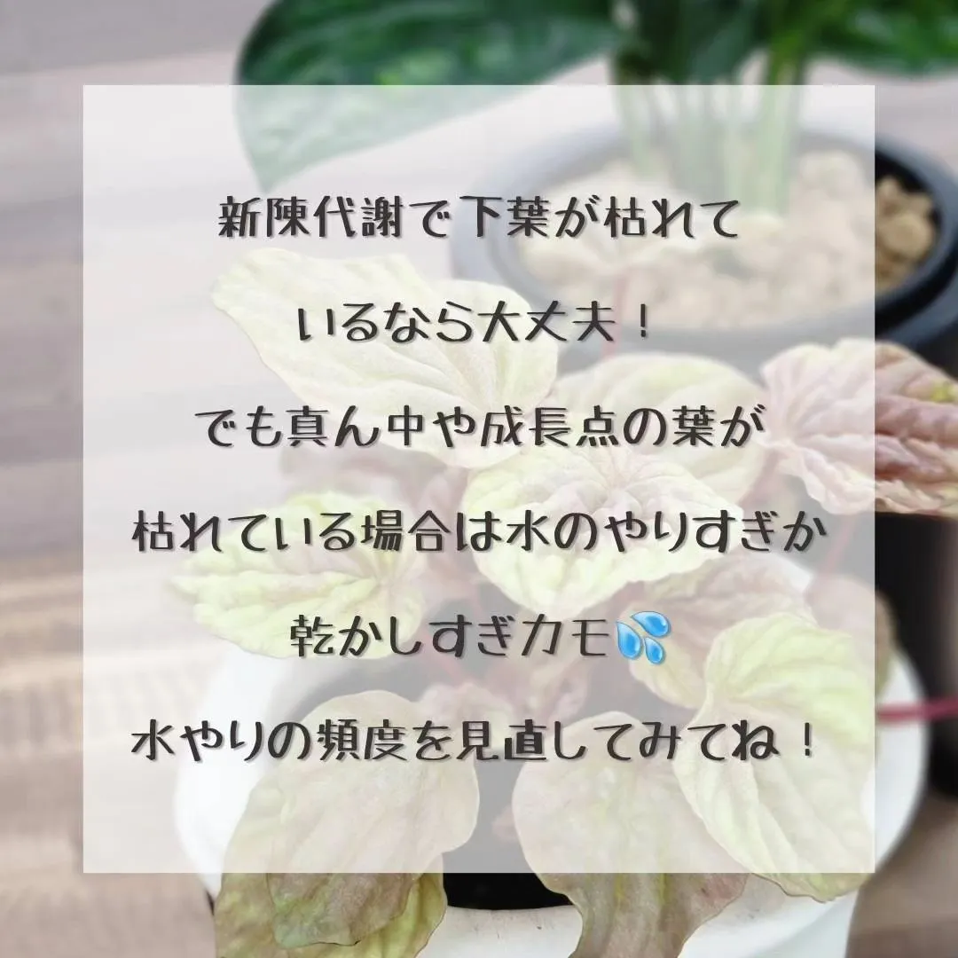 エアコンをつけると湿度が下がる、湿度が下がると害虫がついたり...