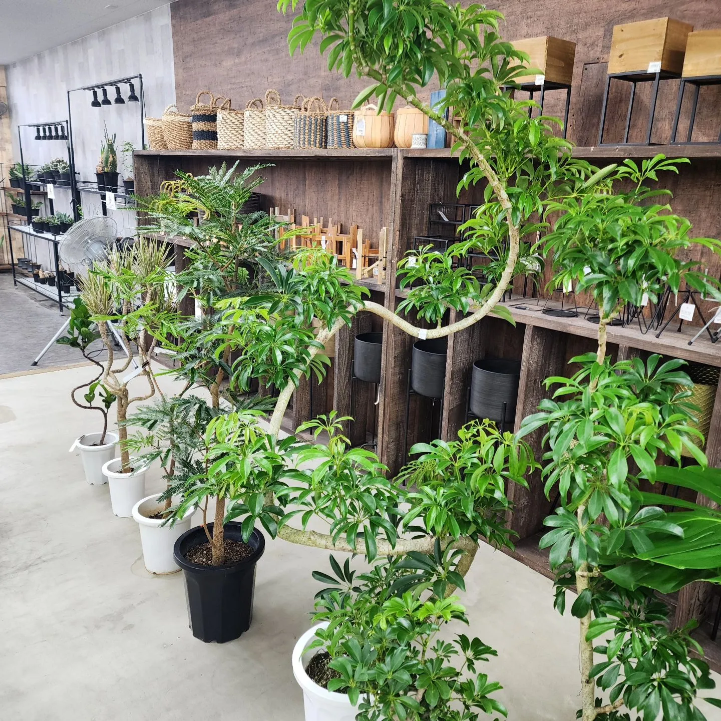 大きめ植物大量入荷してます！