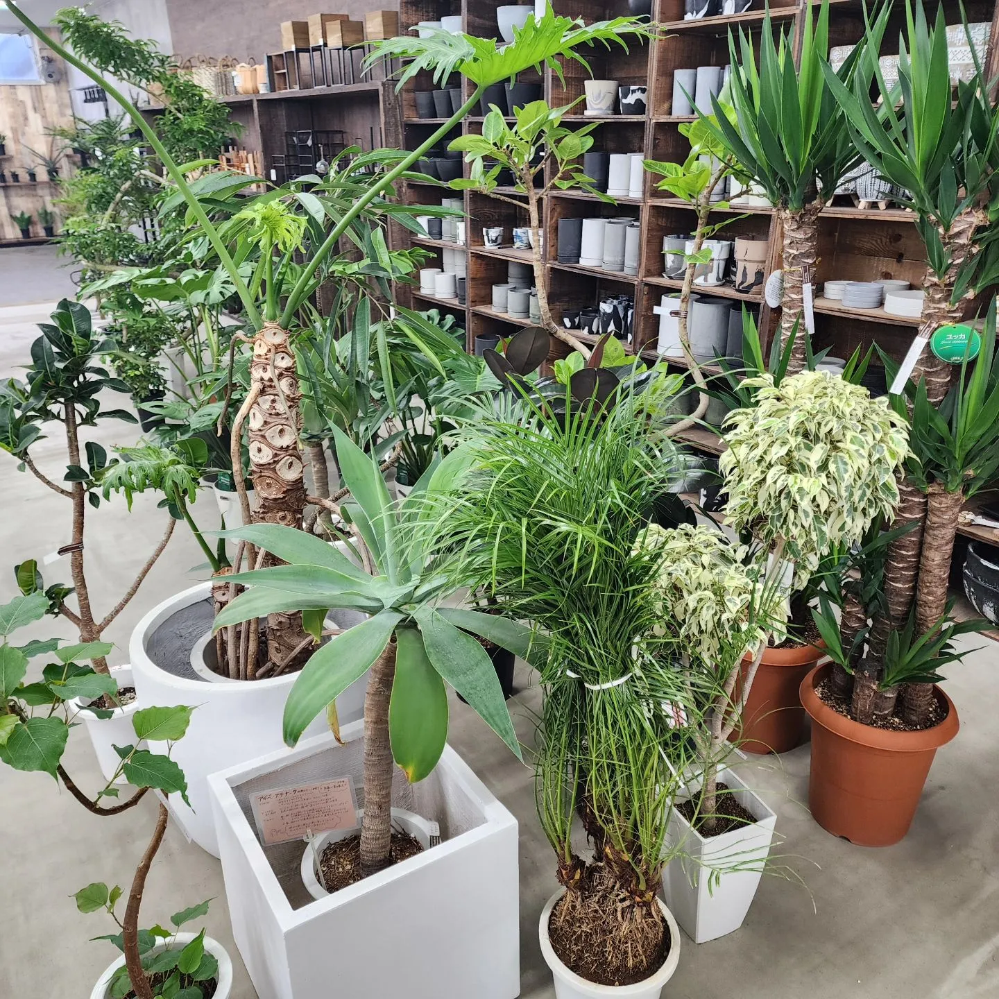 大きめ植物大量入荷してます！