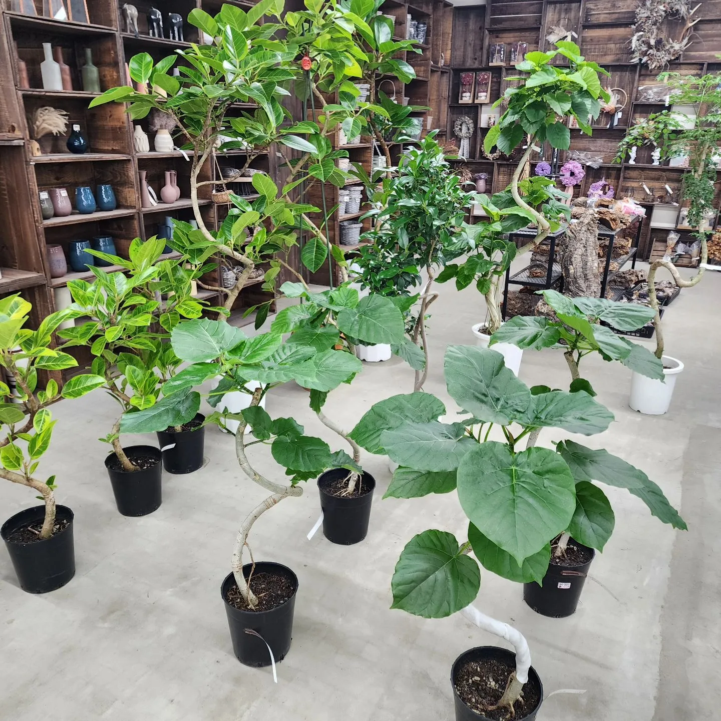 大きめ植物大量入荷してます！