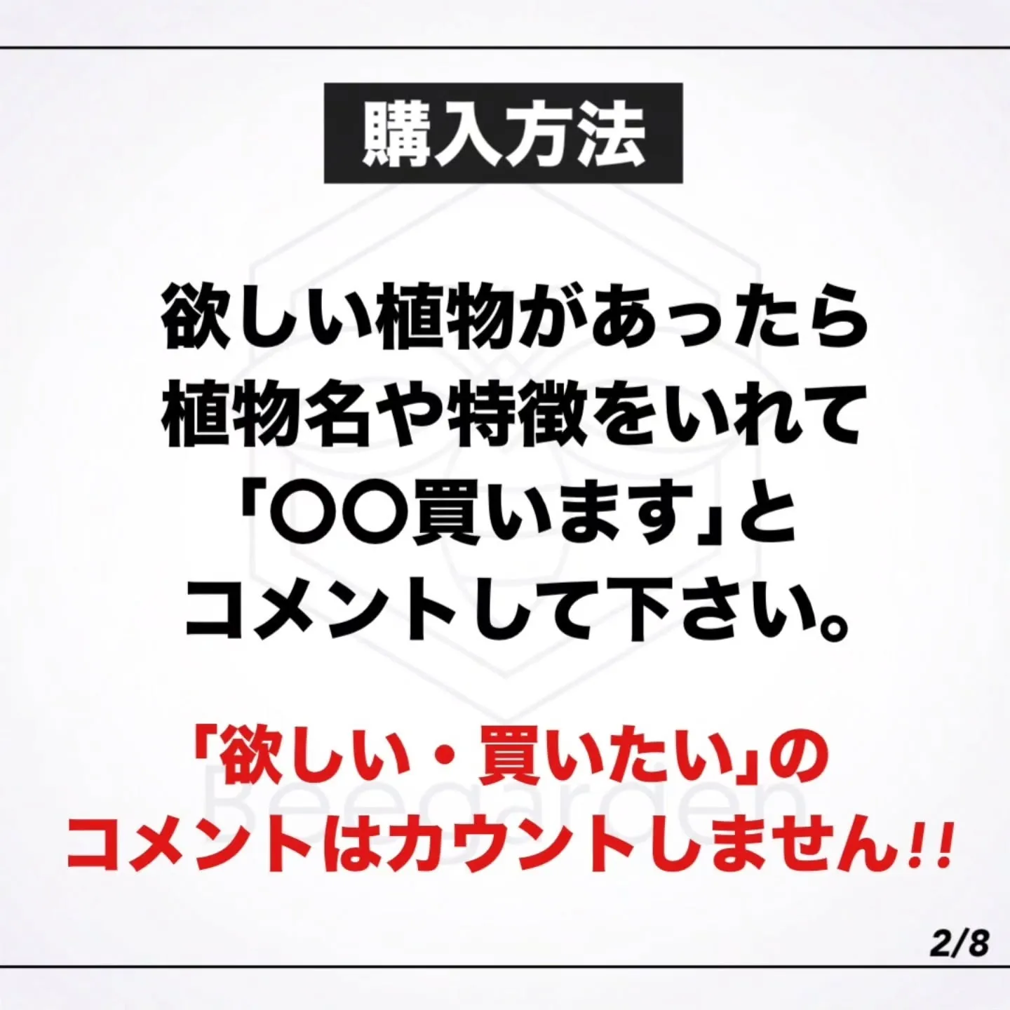 ✴︎Bee garden インスタライブについて✴︎