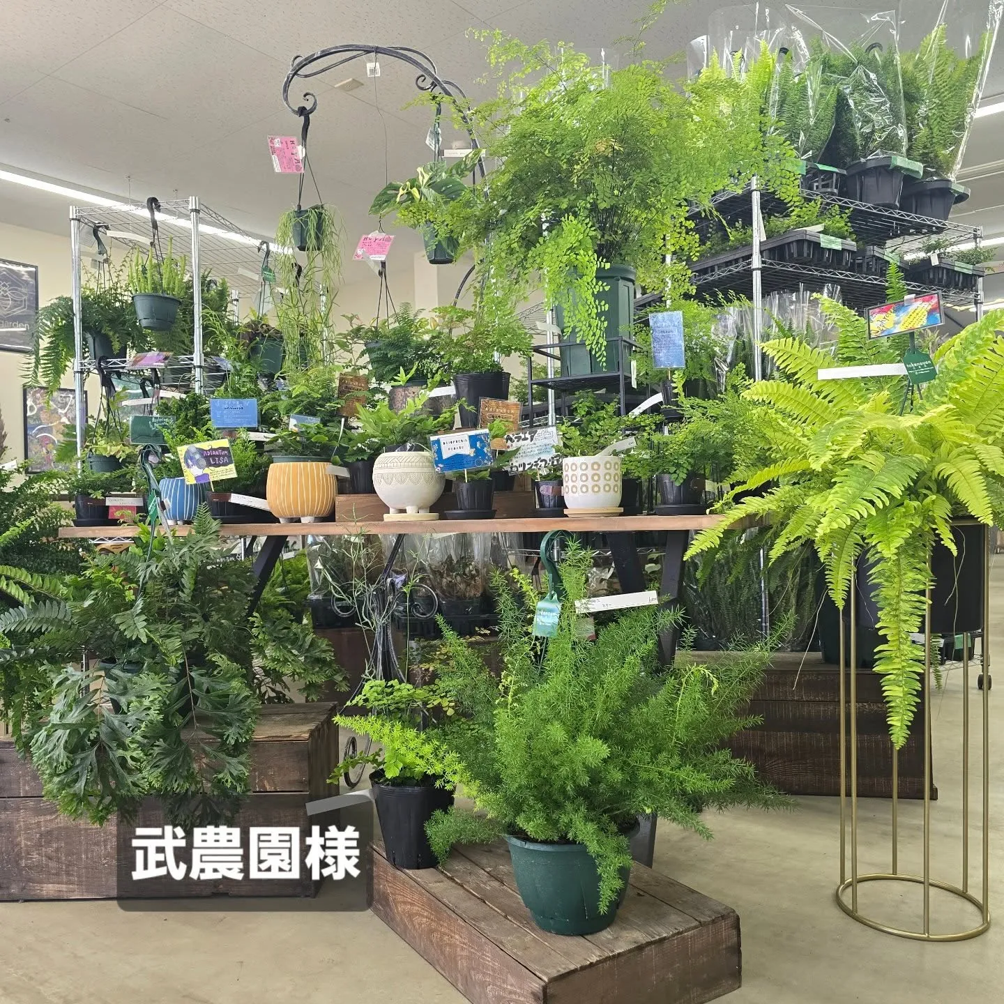 今週武農園さん植物多めです！