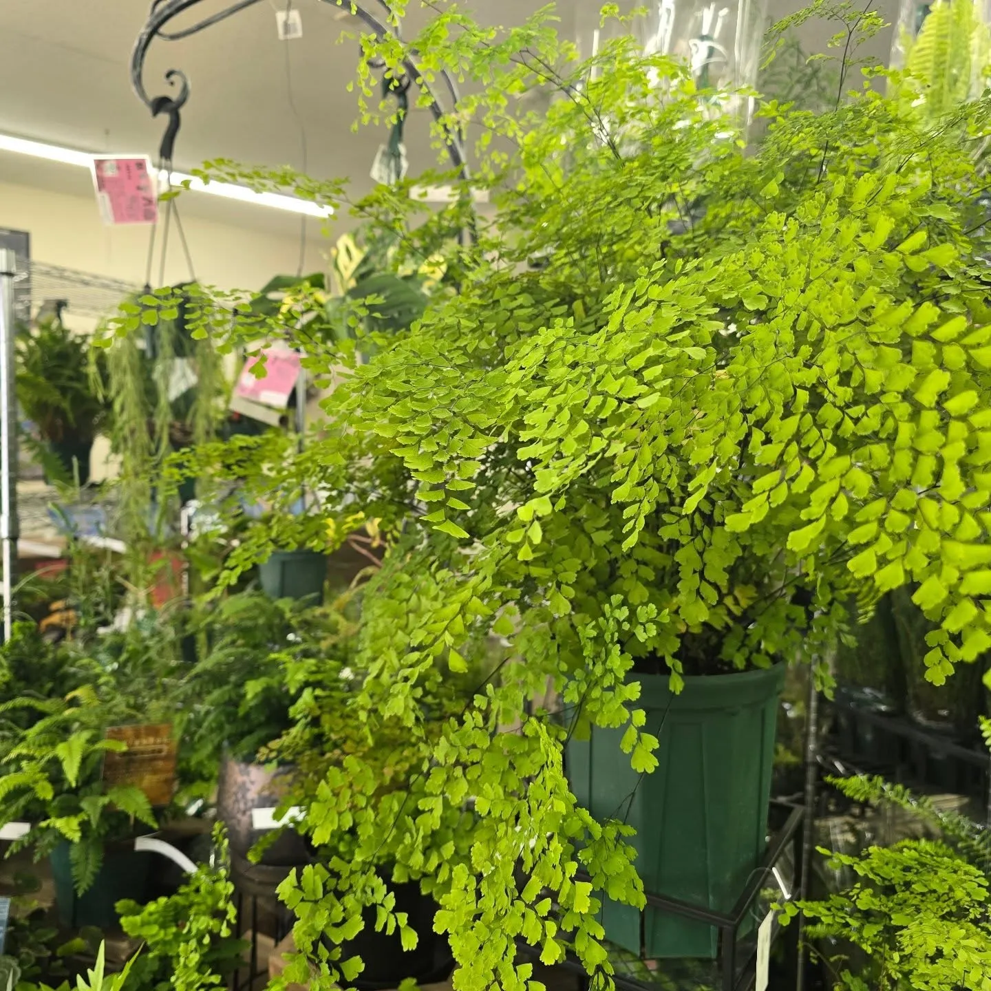 今週武農園さん植物多めです！