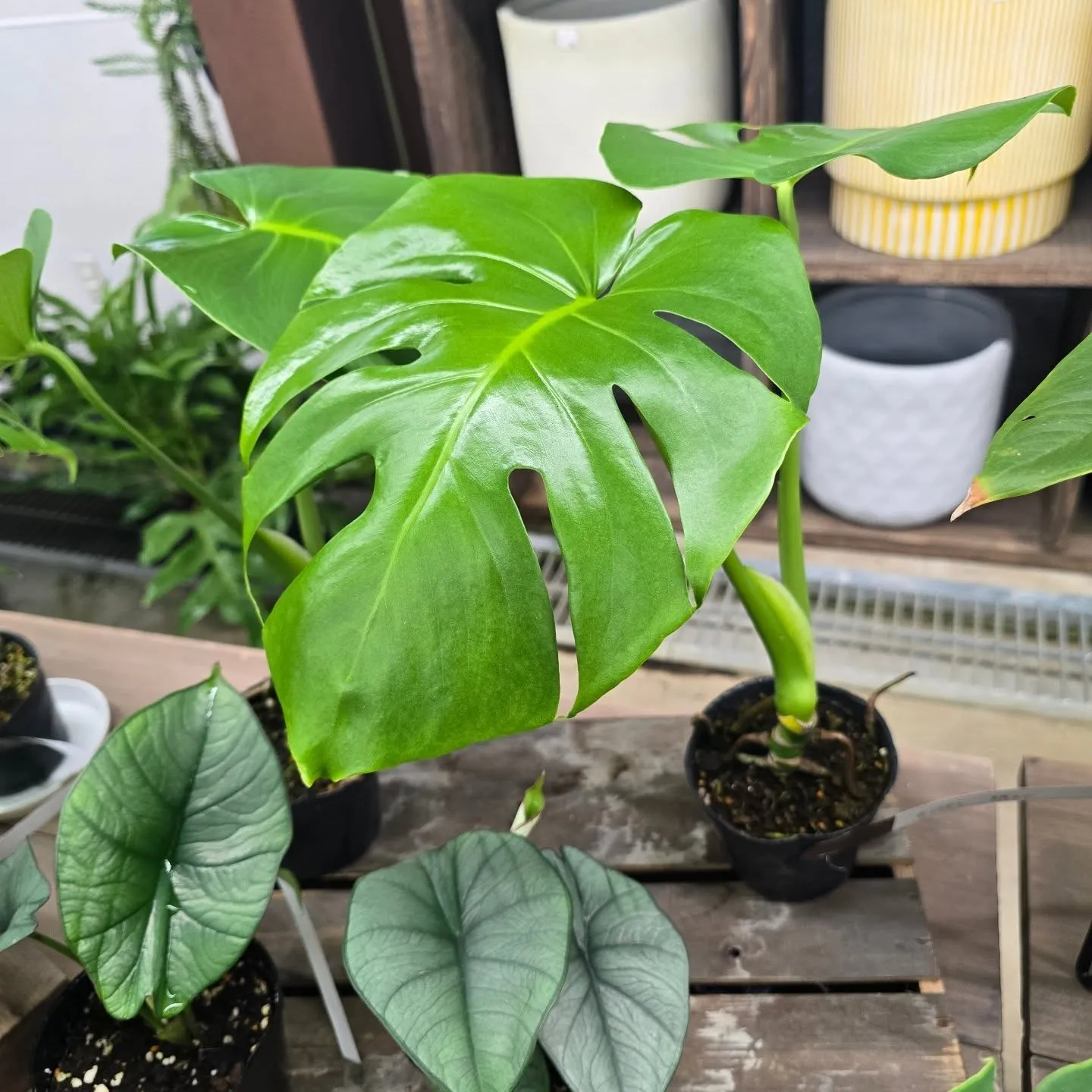 今週武農園さん植物多めです！