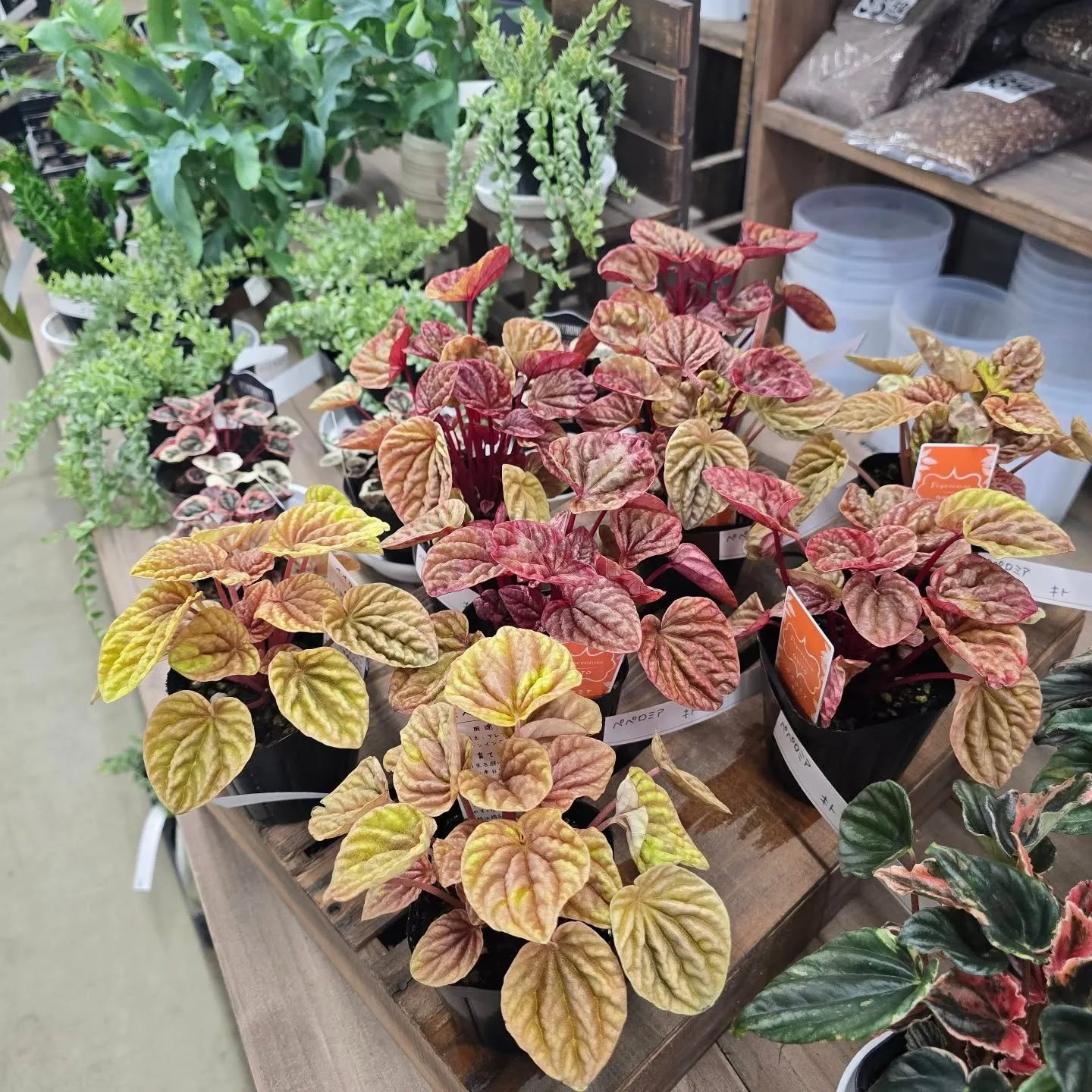 今週武農園さん植物多めです！