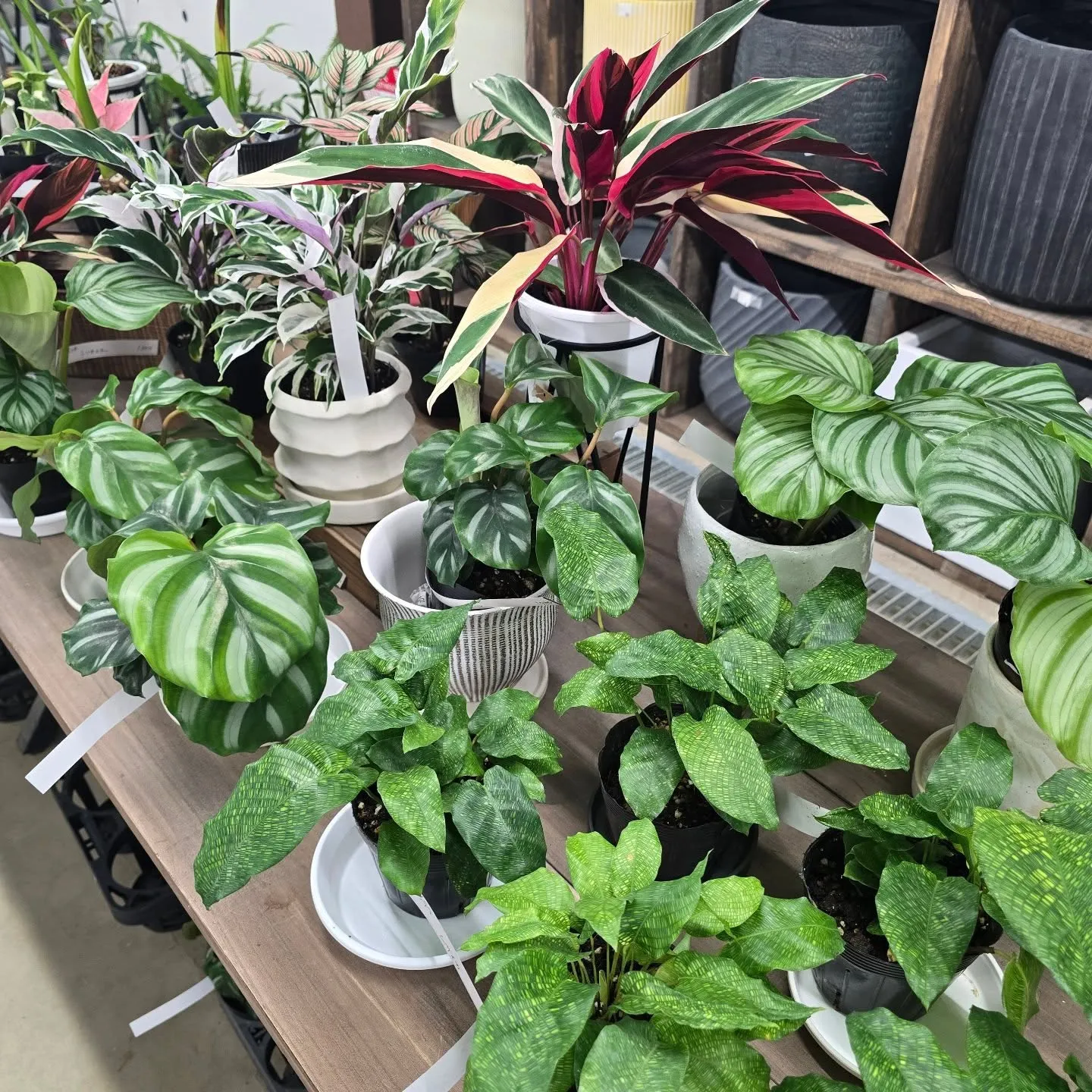 今週武農園さん植物多めです！