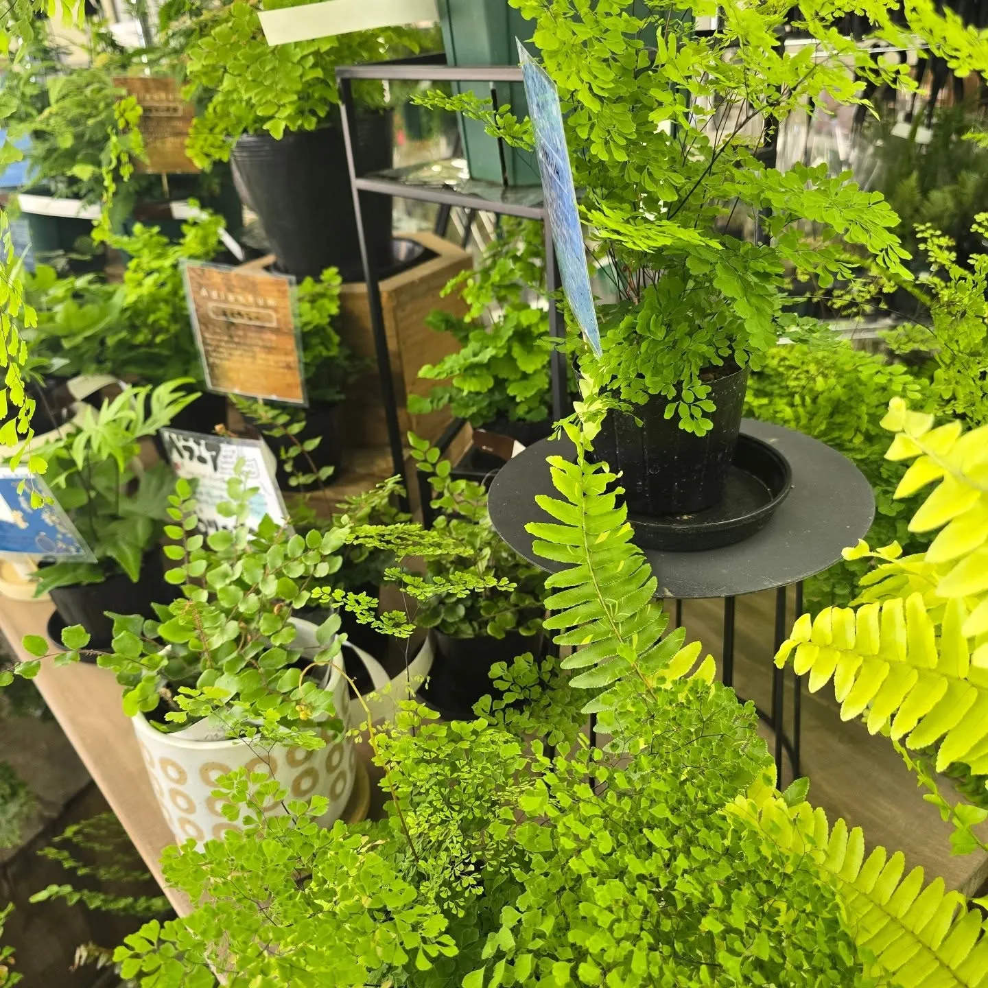 今週武農園さん植物多めです！