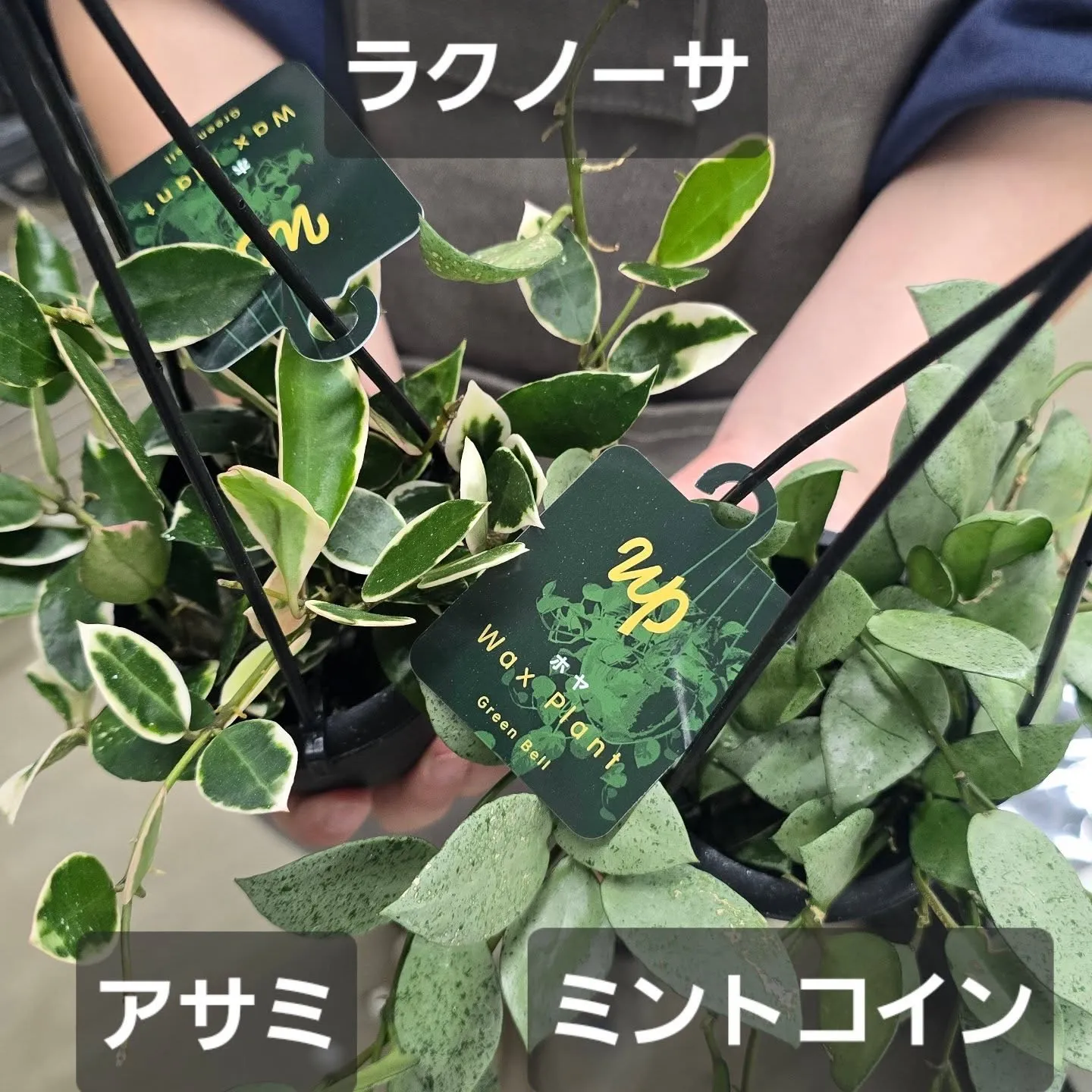 今週第一段Green bellこうへい君ホヤ