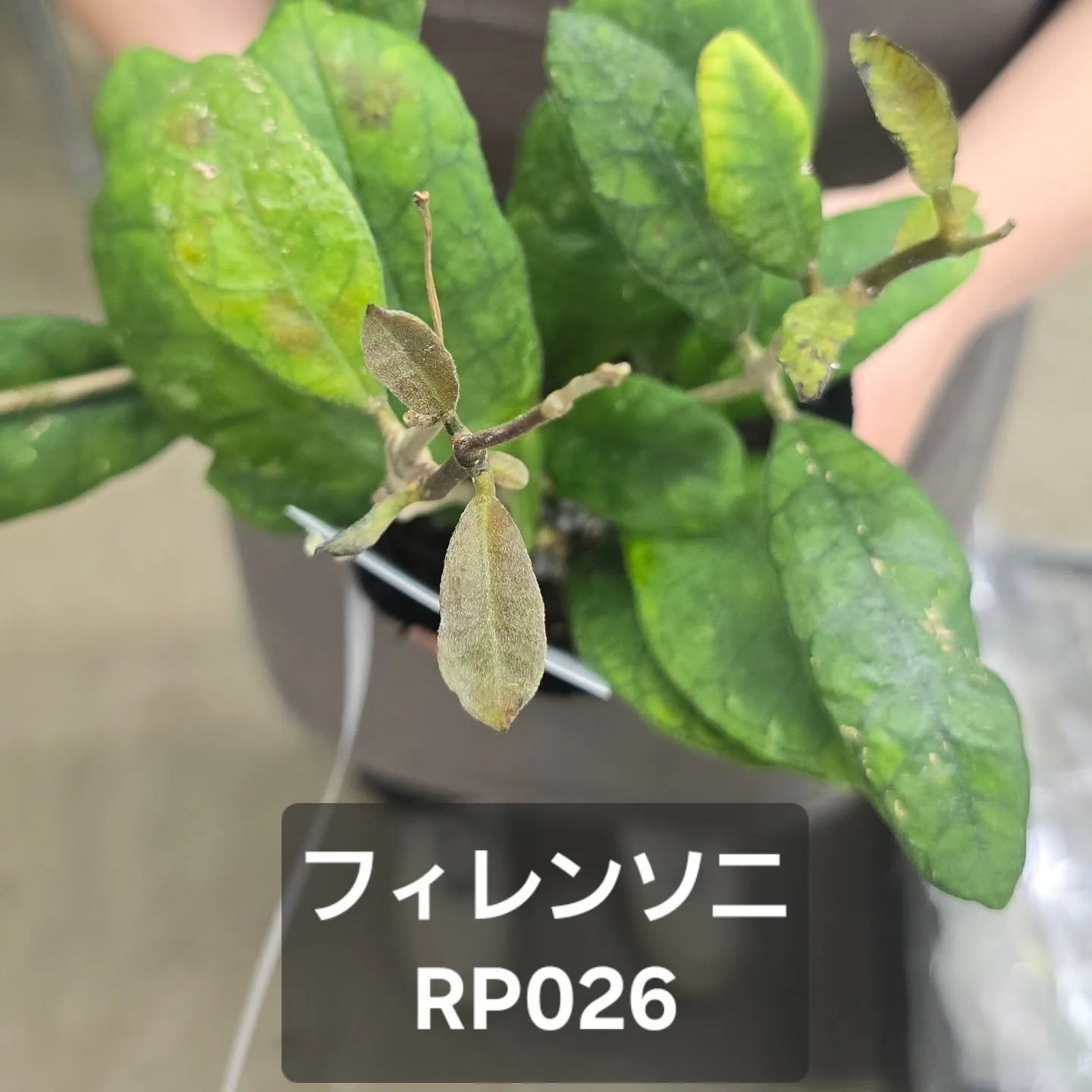 今週第一段Green bellこうへい君ホヤ