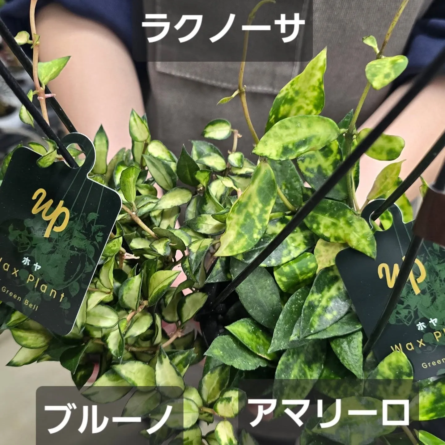 今週第一段Green bellこうへい君ホヤ