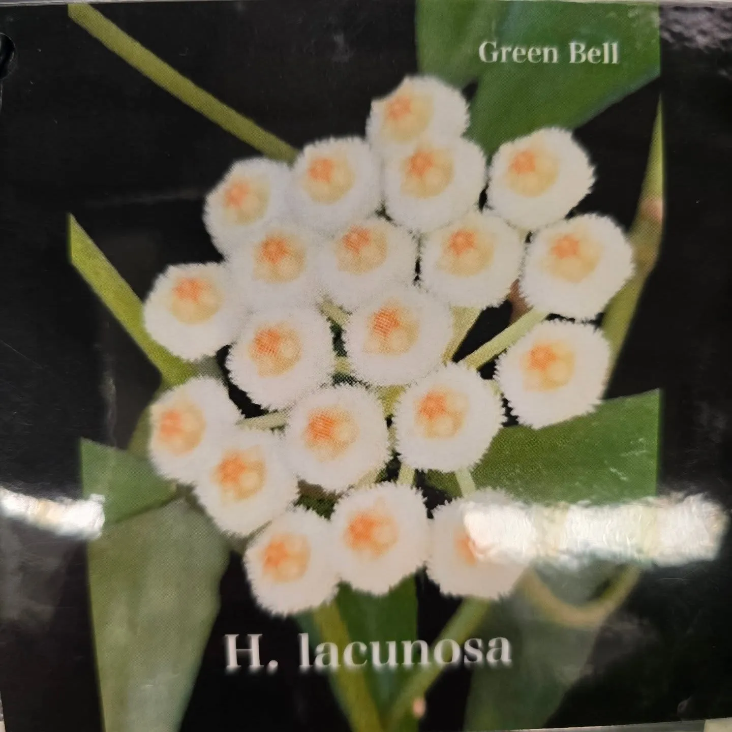 今週第一段Green bellこうへい君ホヤ