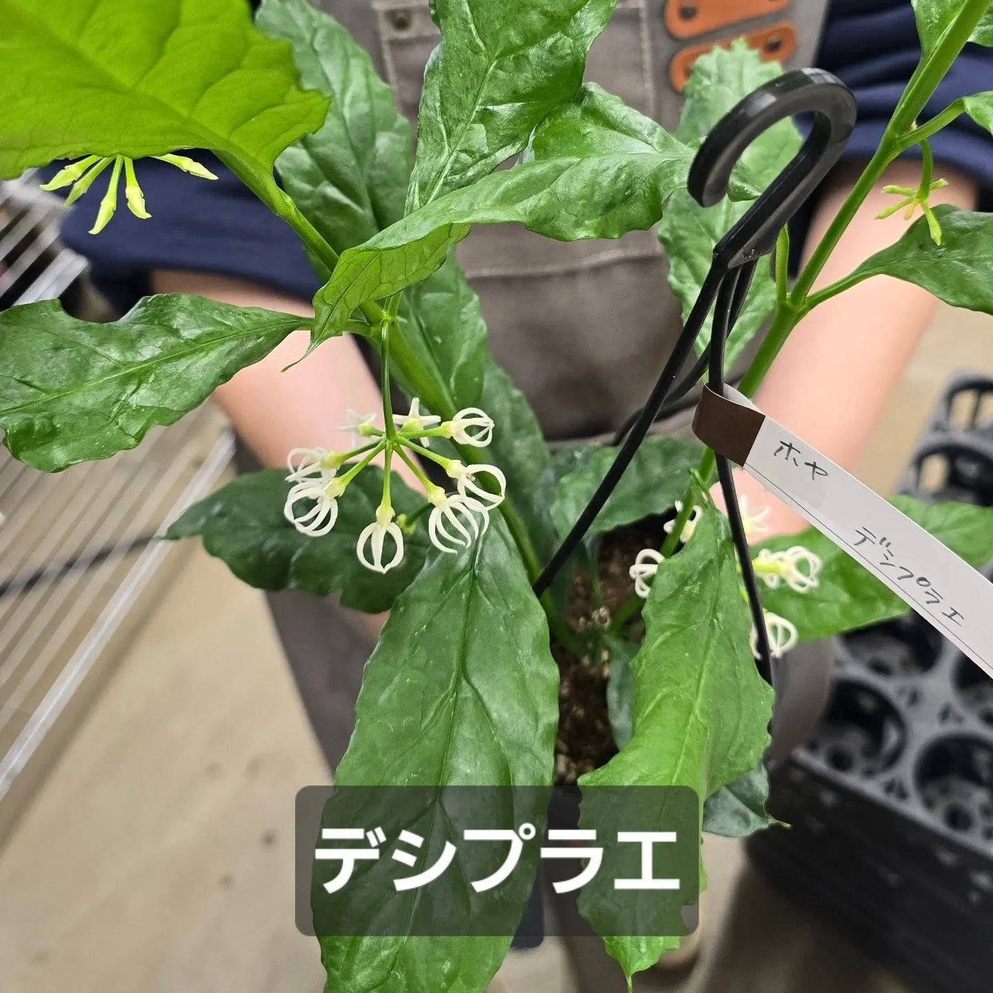 今週第一段Green bellこうへい君ホヤ