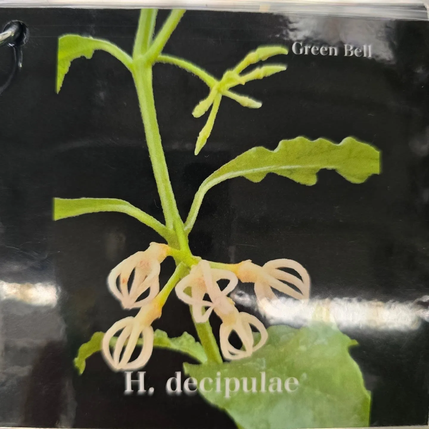 今週第一段Green bellこうへい君ホヤ