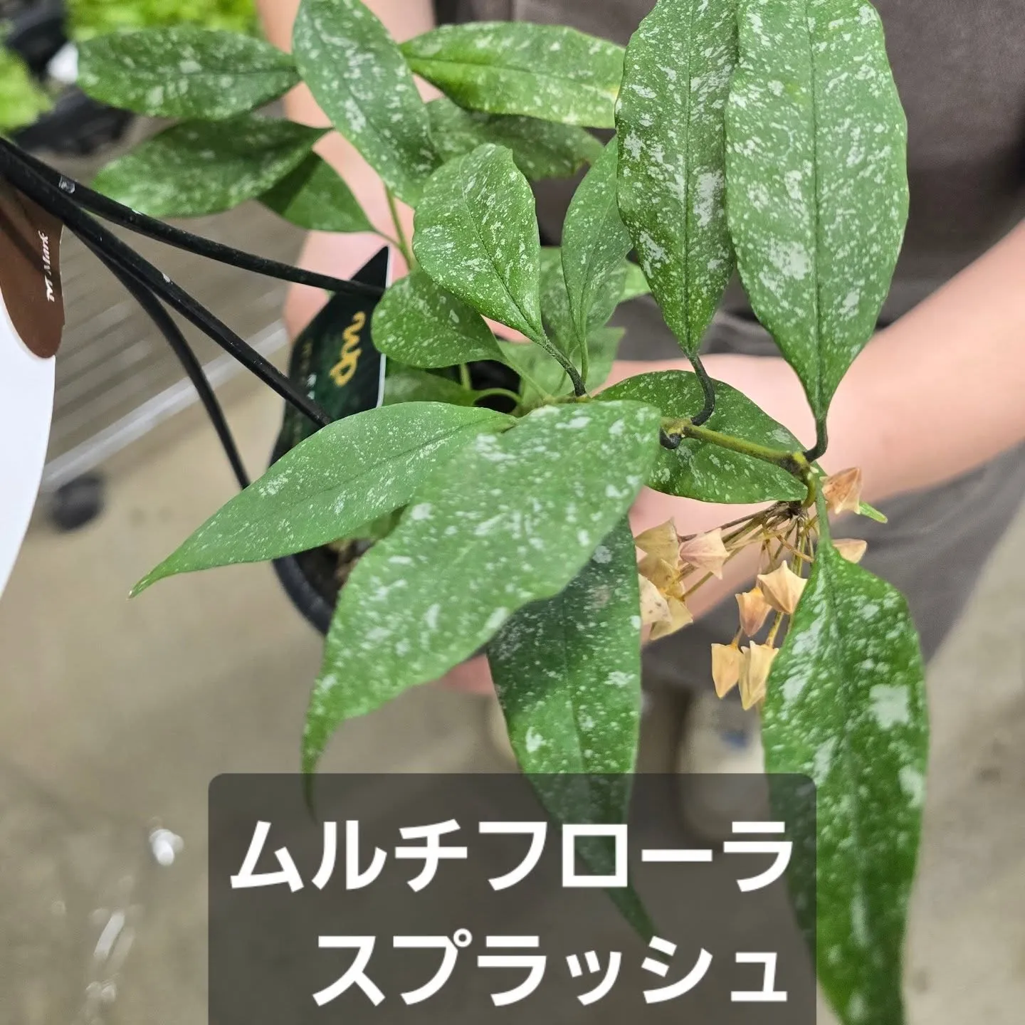 今週第一段Green bellこうへい君ホヤ