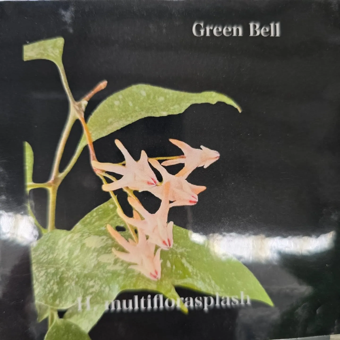 今週第一段Green bellこうへい君ホヤ