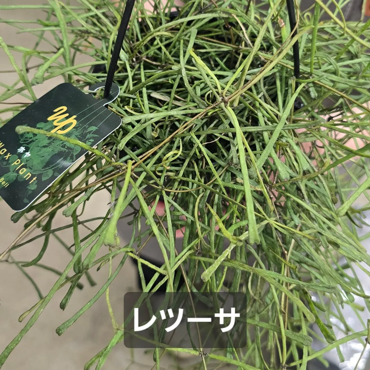 今週第一段Green bellこうへい君ホヤ