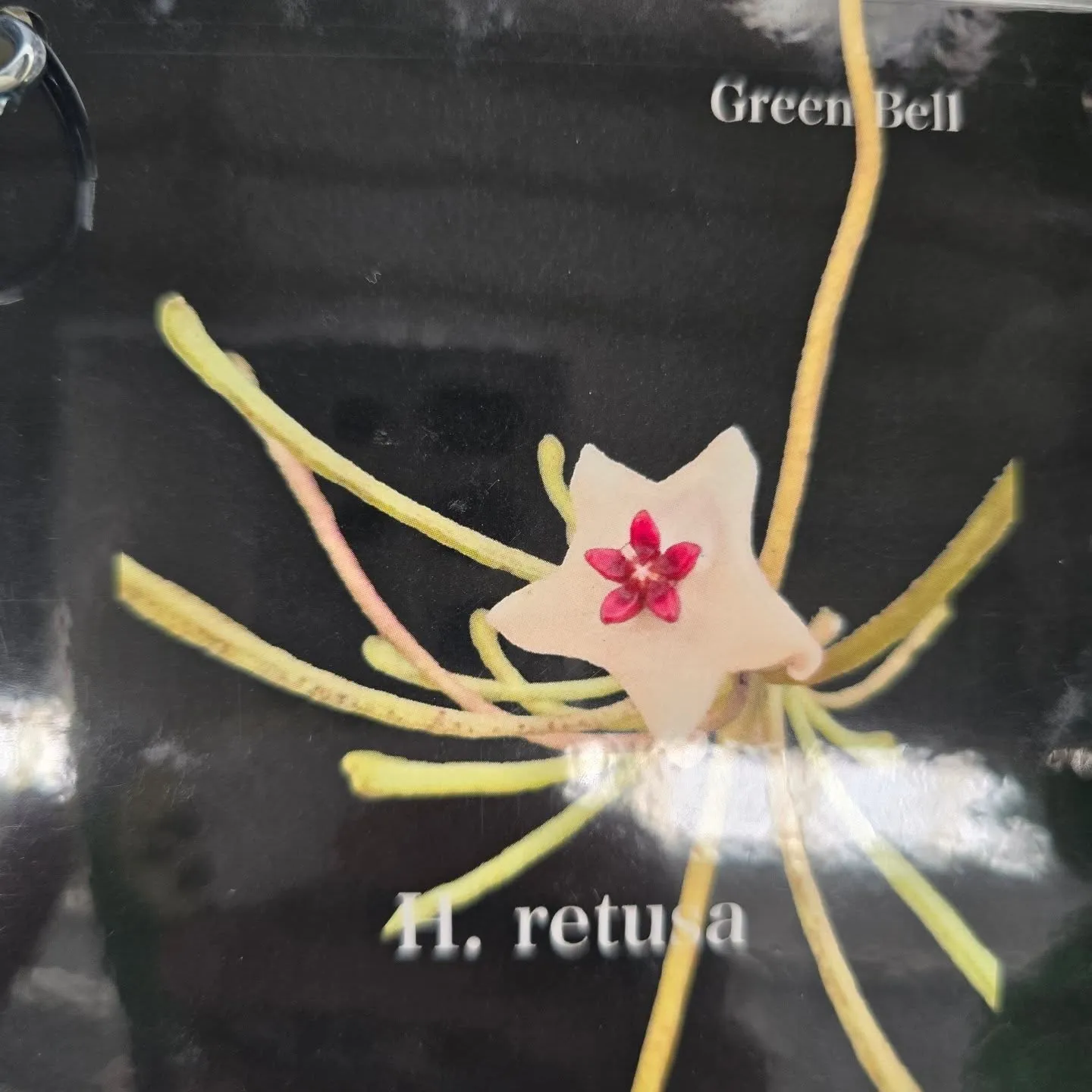 今週第一段Green bellこうへい君ホヤ