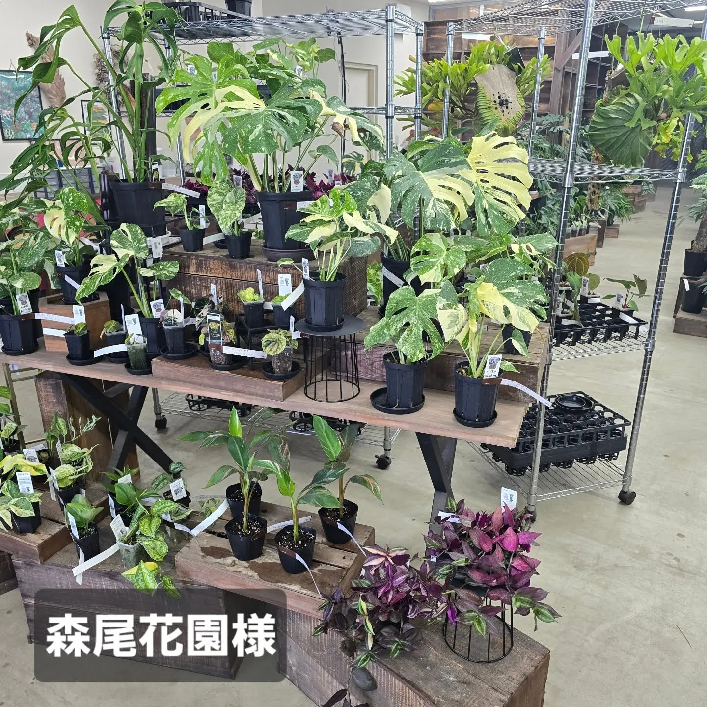 今週第二段森尾花園