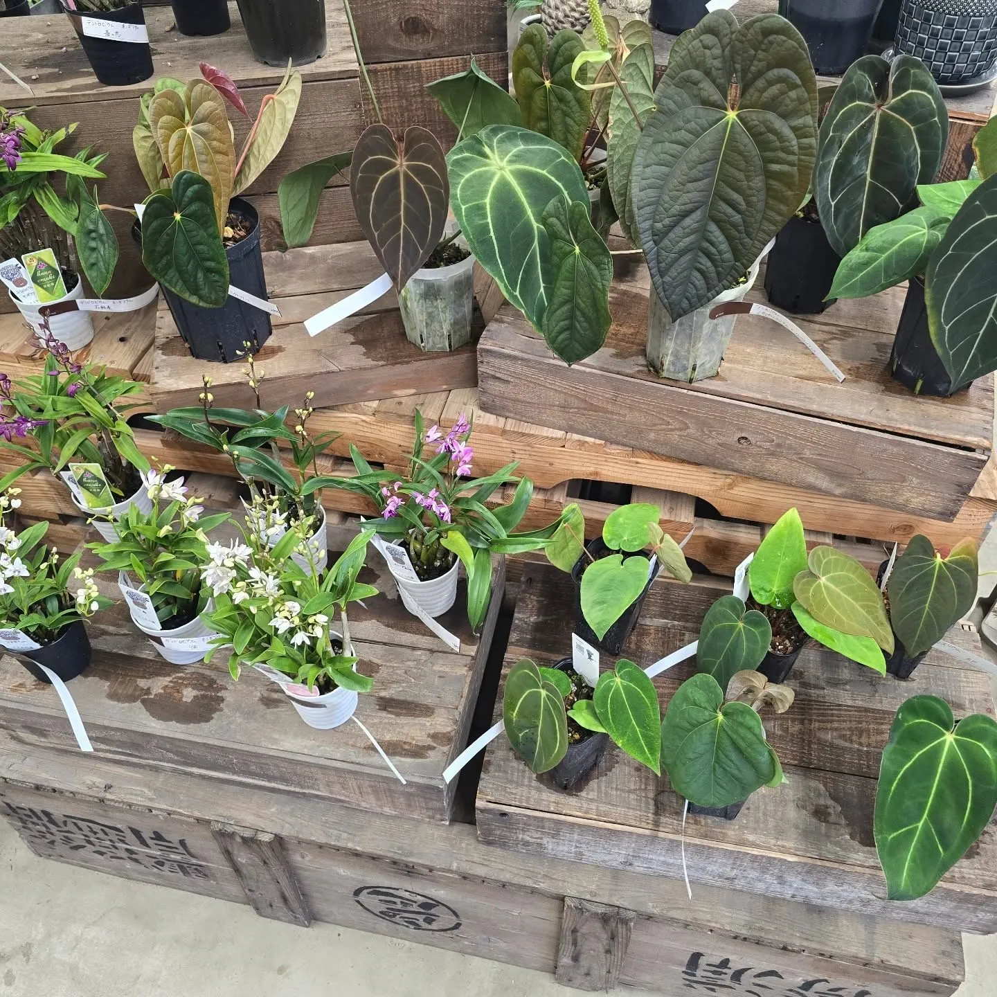 今週第二段森尾花園