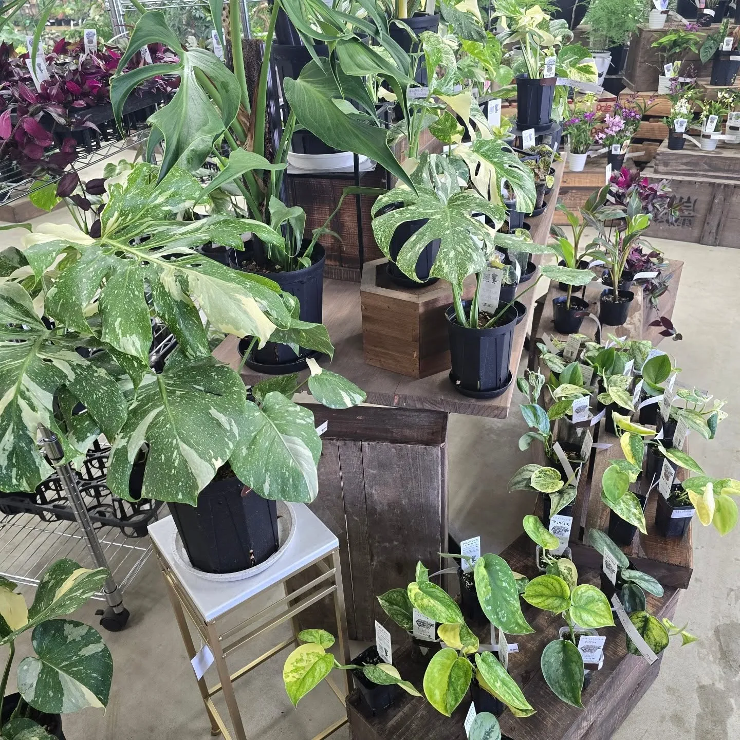 今週第二段森尾花園