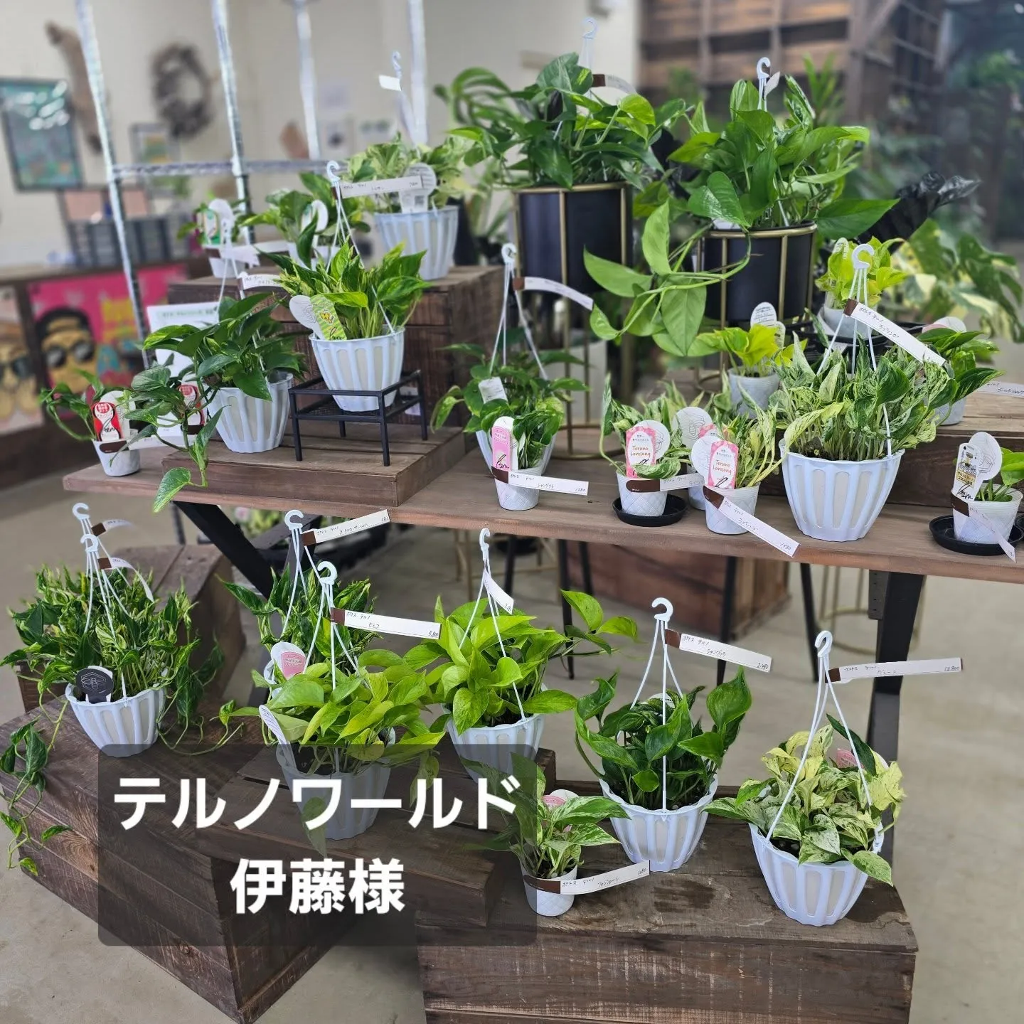 今週はテルノワールド伊藤さん