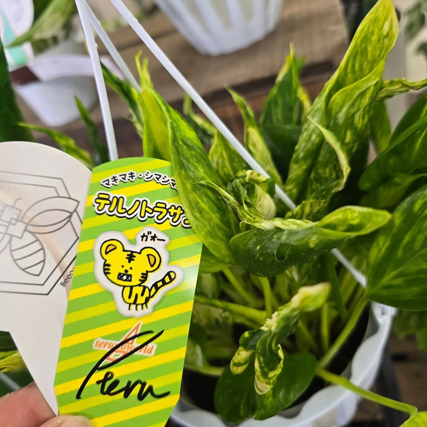 今週はテルノワールド伊藤さん