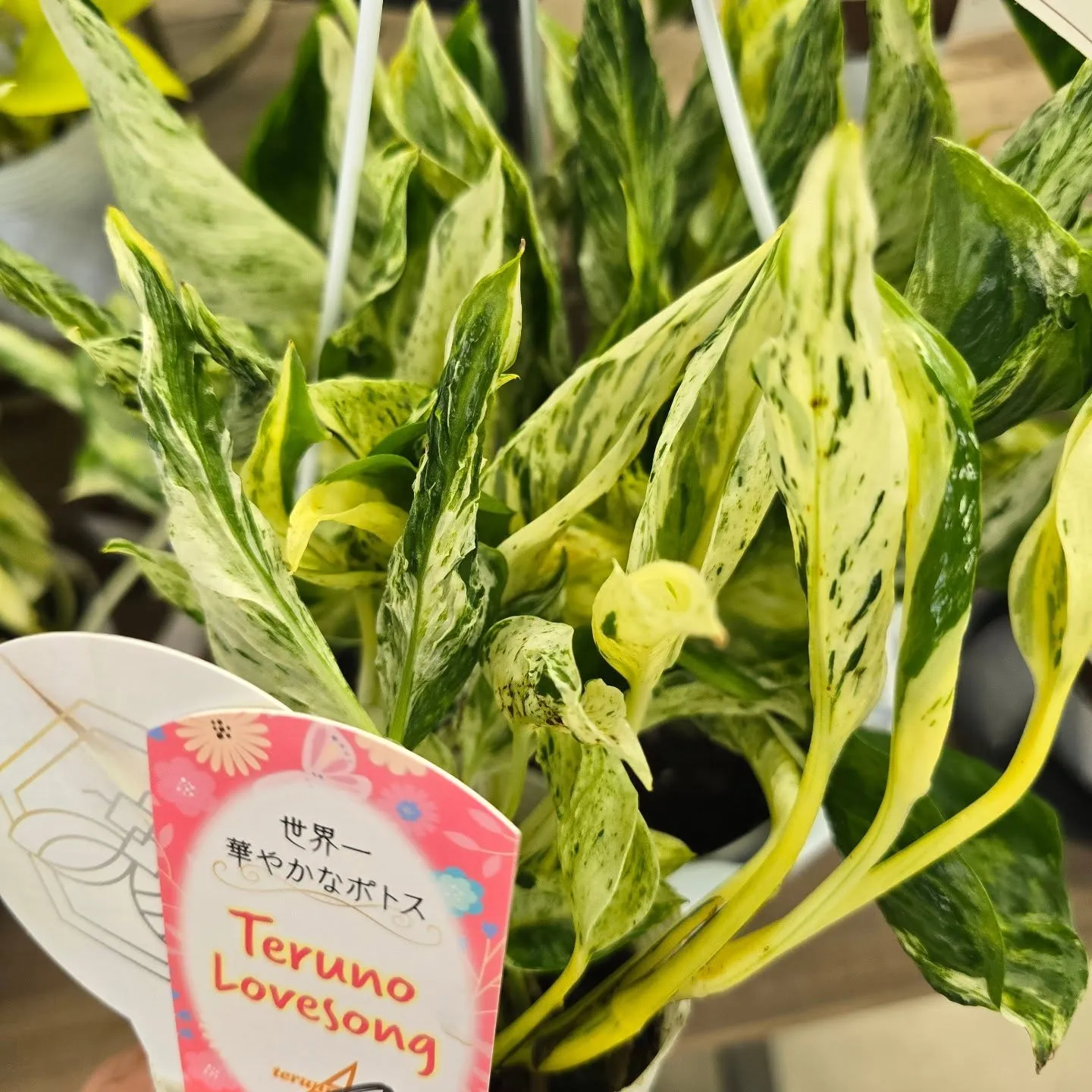 今週はテルノワールド伊藤さん