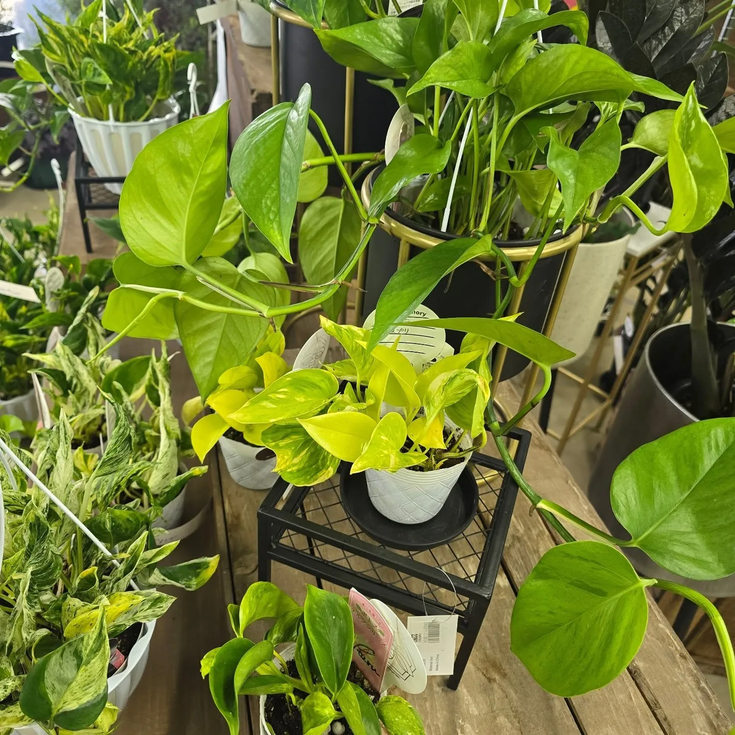 今週はテルノワールド伊藤さん