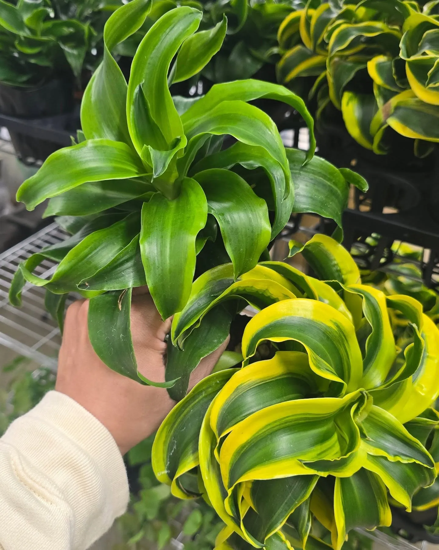 【緊急告知】超豪華！園芸界のトップランナーによるコラボライブ...