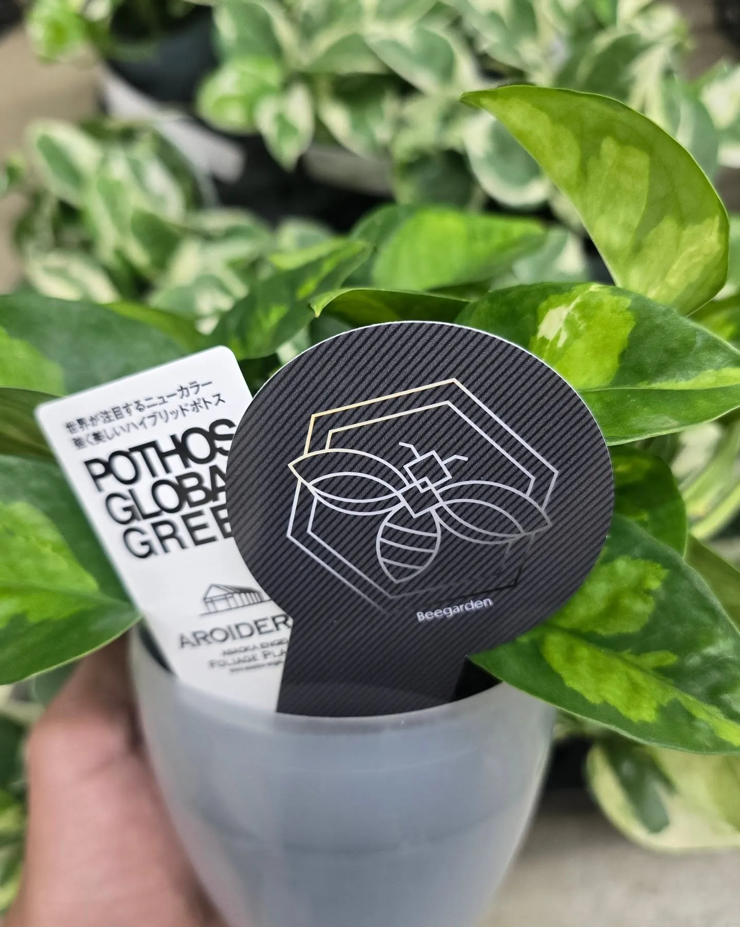 【緊急告知】超豪華！園芸界のトップランナーによるコラボライブ...