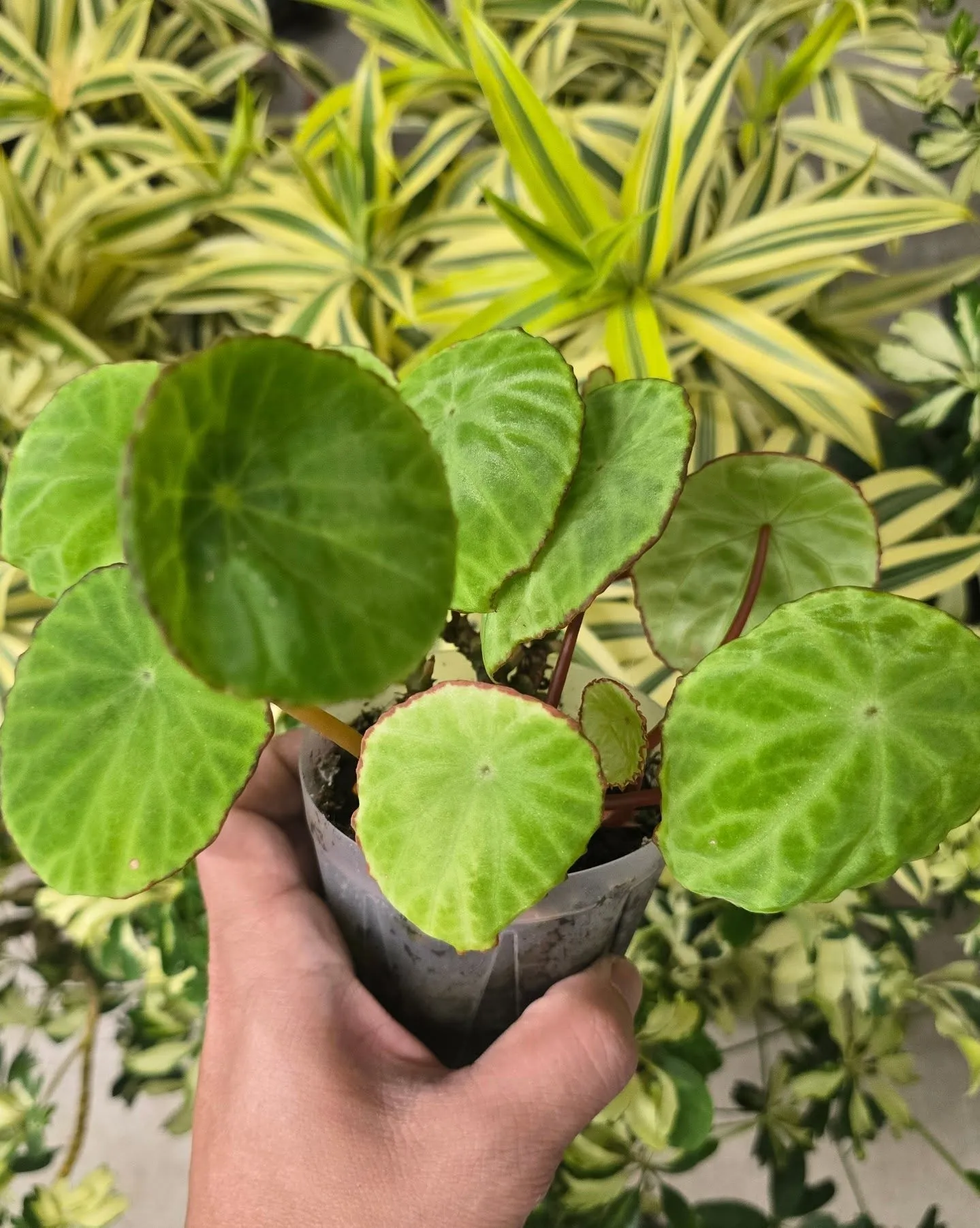 【緊急告知】超豪華！園芸界のトップランナーによるコラボライブ...