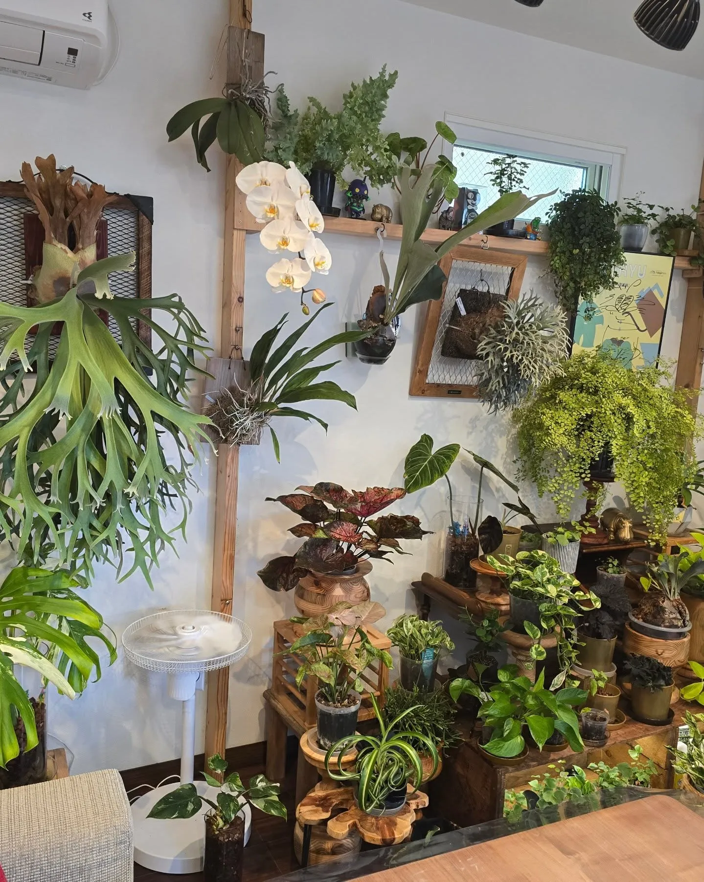 【緊急告知】超豪華！園芸界のトップランナーによるコラボライブ...