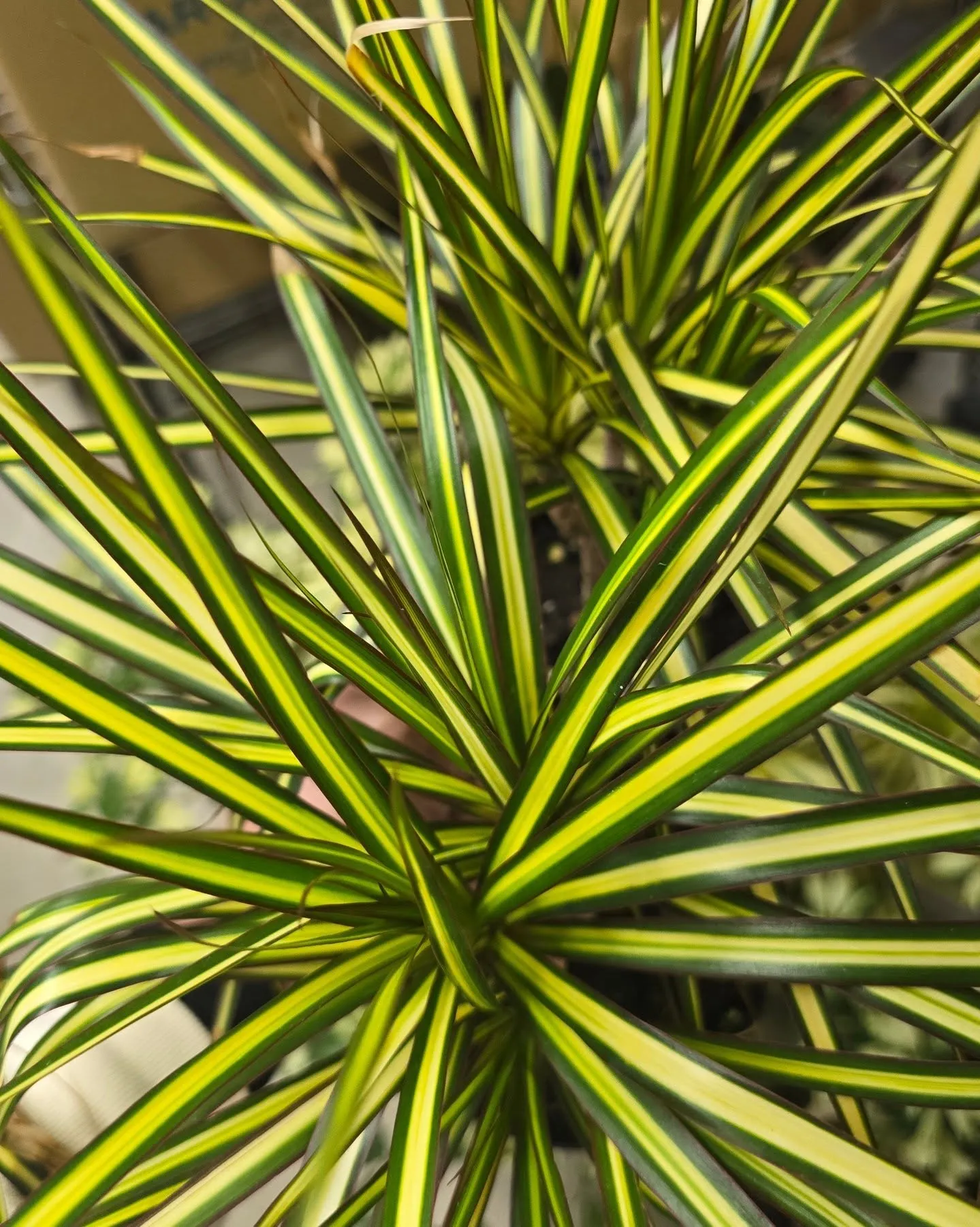 【緊急告知】超豪華！園芸界のトップランナーによるコラボライブ...