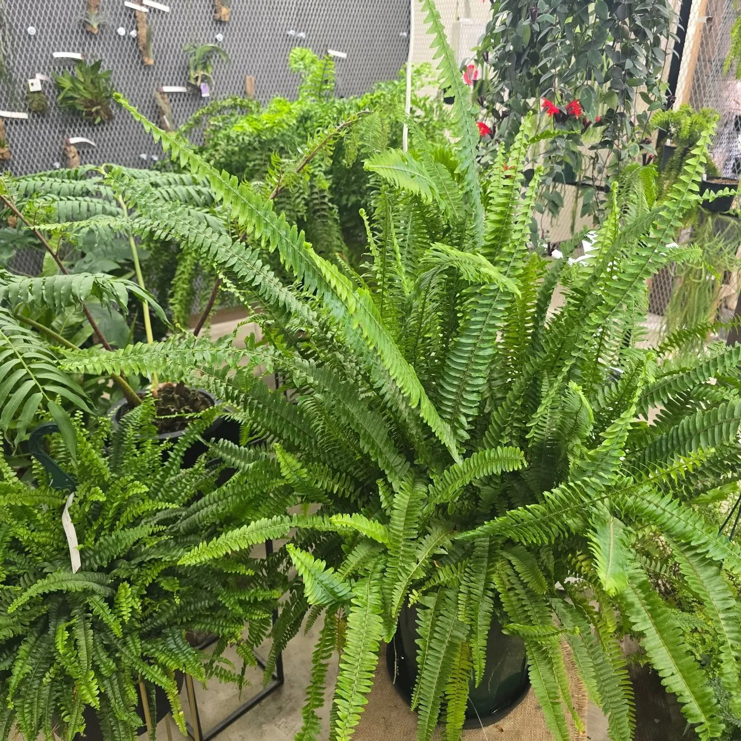 Beegarden4月20日で5周年を迎えることができます！