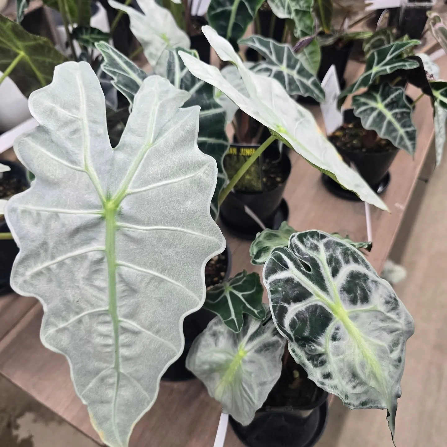 Beegarden4月20日で5周年を迎えることができます！